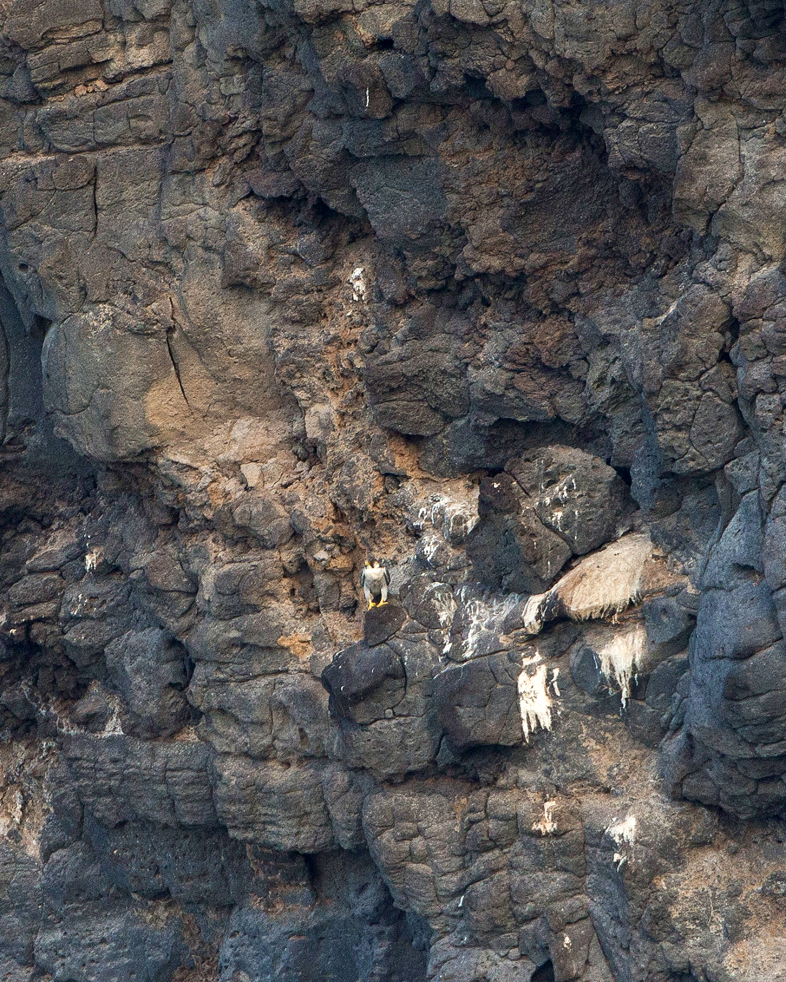 ... und man kann die zwei dort präsenten Wanderfalken (resp. brookei-Unterart mit Merkmalen des Wüstenfalken)...