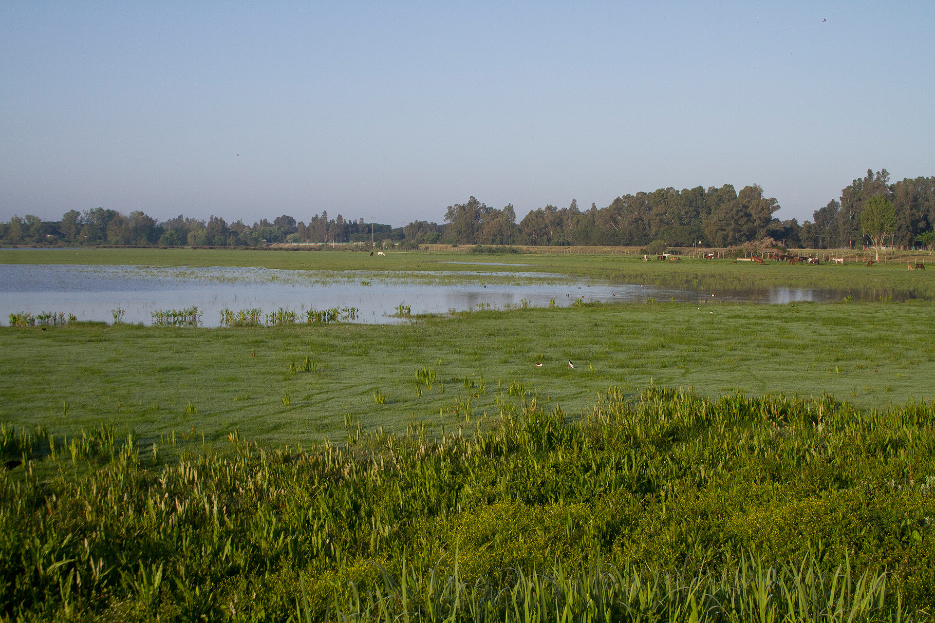 Sumpfwiesen und Pferde prägen die Landschaft der Doñana in der Nähe von El Rocio