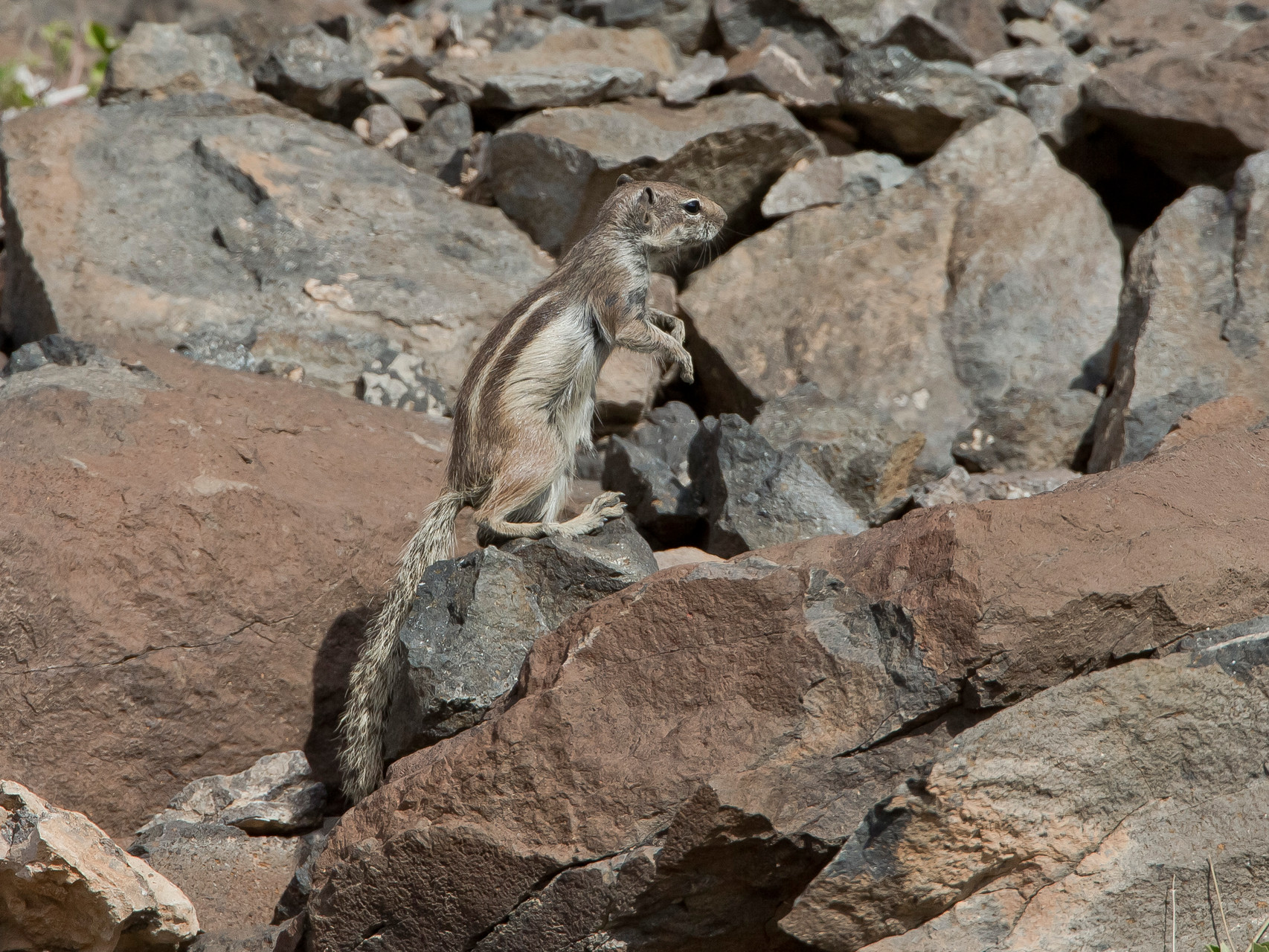 Sie stammen vom Atlasgebirge (Marokko) und wurden durch den Menschen auf Fuerteventura eingeführt 