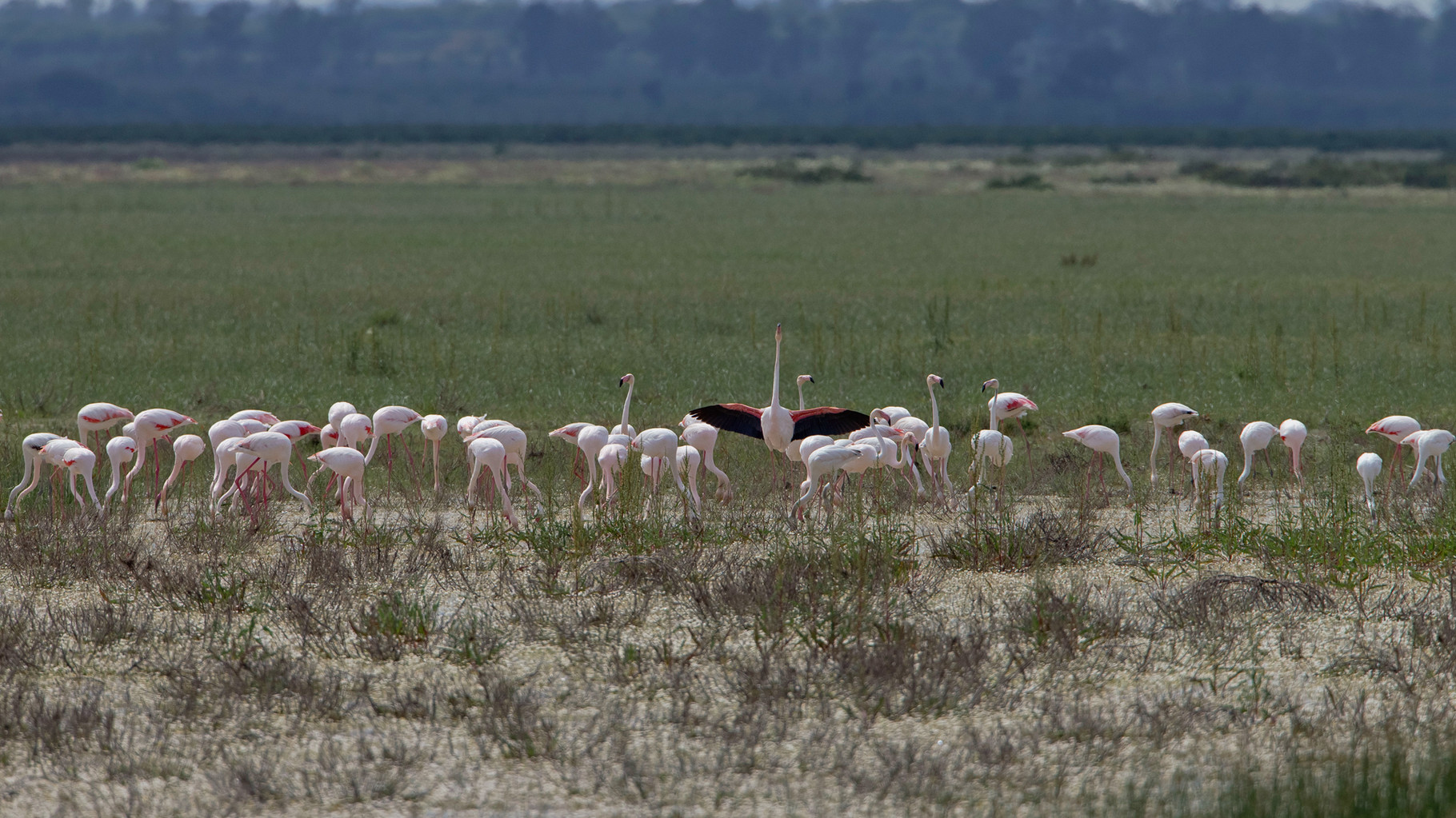 Rosaflamingos in der Doñana (Visitor Center José Antonio Valverde)