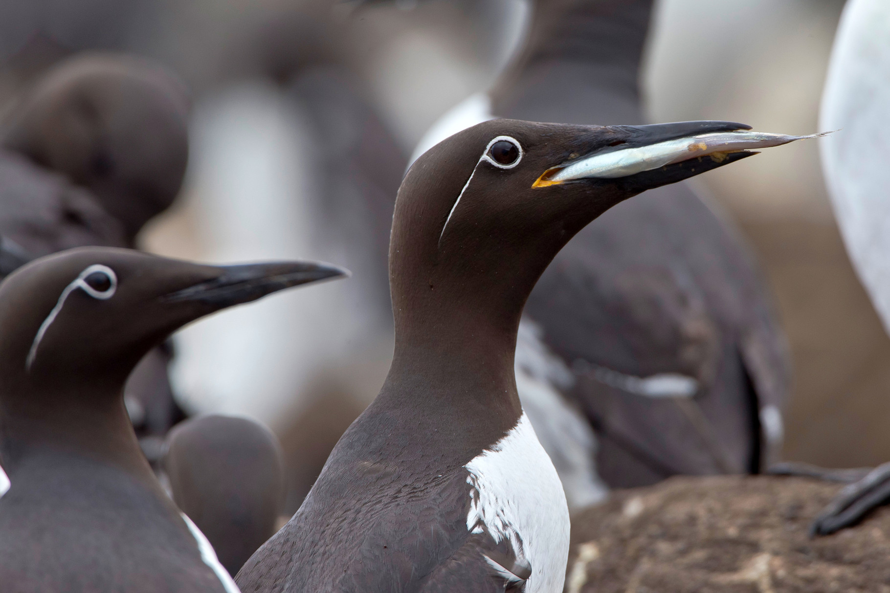 Trottellumme, Insel Hornoya, Varanger, Norwegen