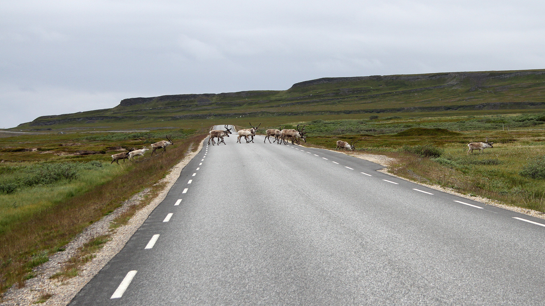Eine Herde Rentiere überquert die Varanger-Hauptstrasse zwischen Skallelv und Komagvaer