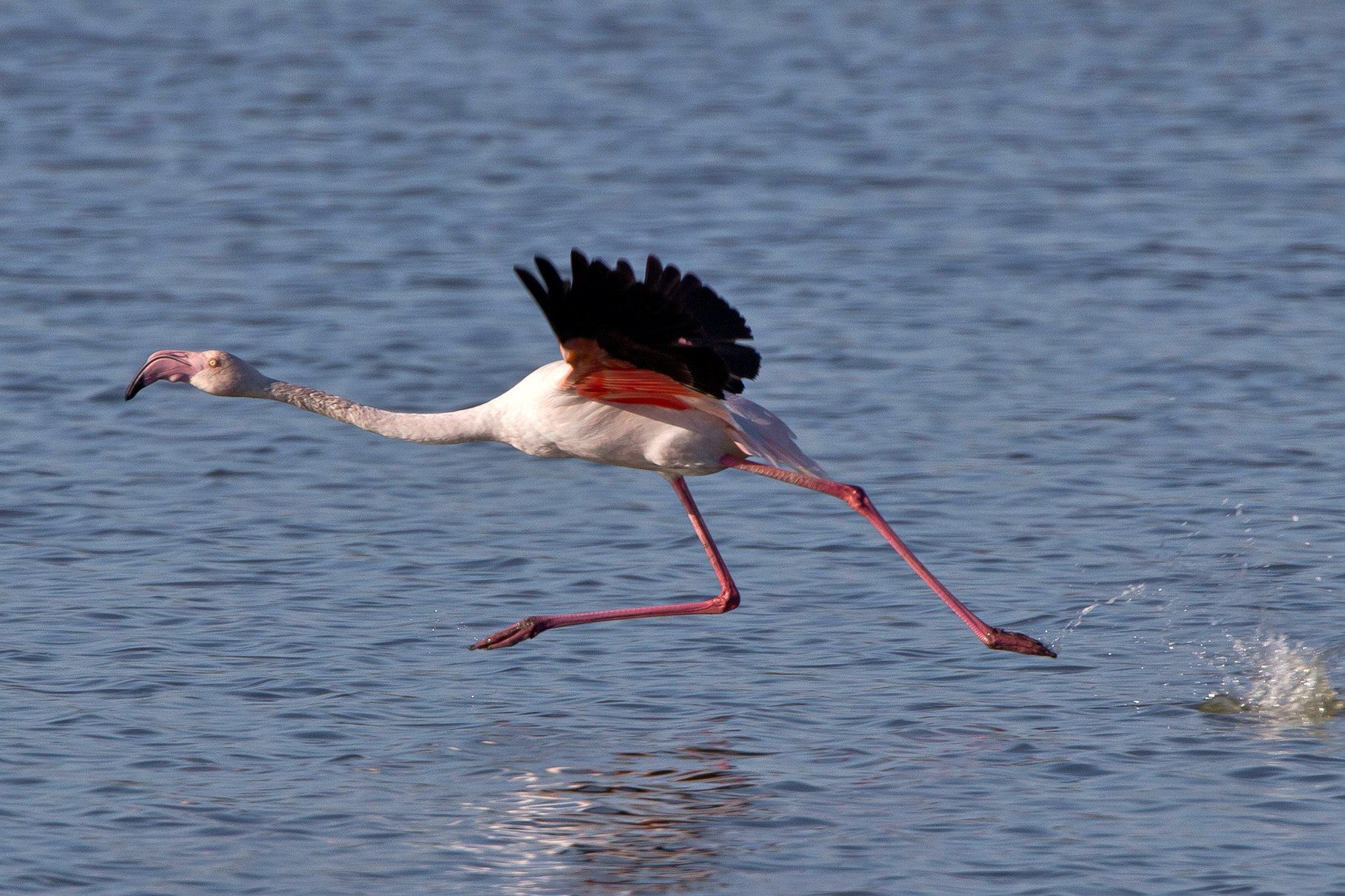 Flamingos brauchen viel "Anlauf" bevor sie sich in die Lüfte schwingen können