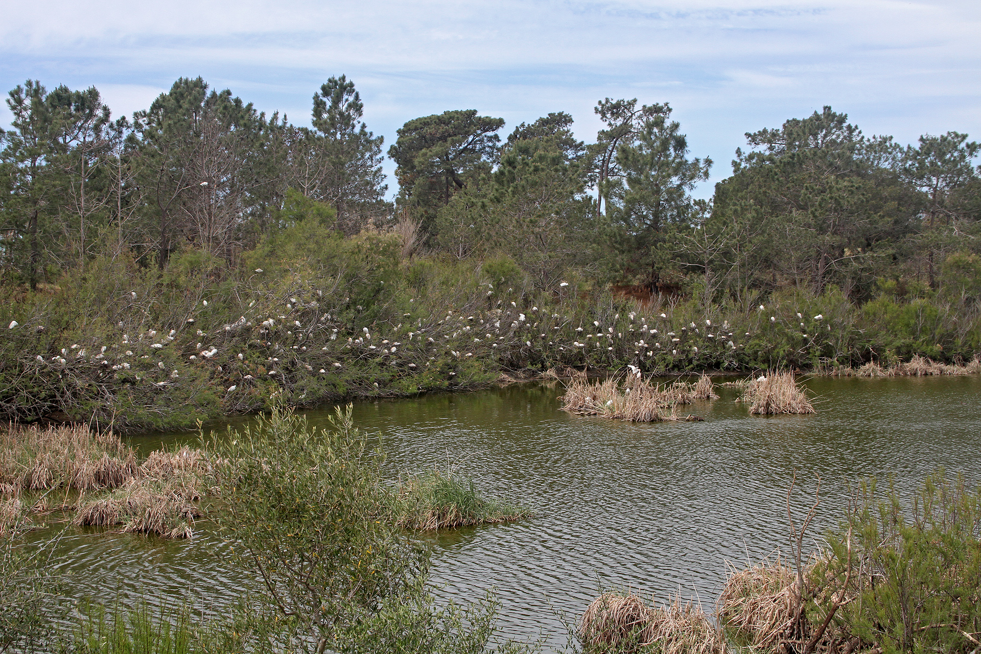 Kuhreiher-Kolonie im Ria Formosa-Schutzgebiet