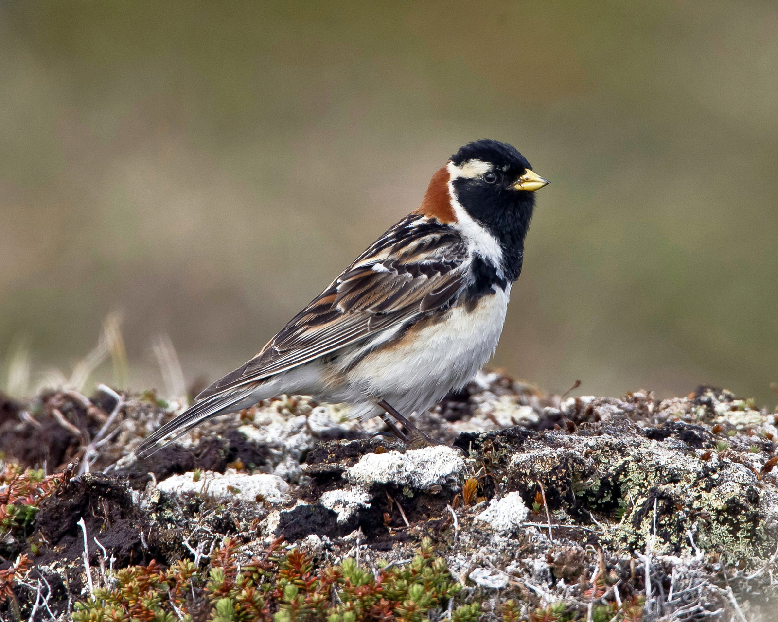 Die Spornammer brütet in diesem Habitat, ihr Federkleid passt perfekt zur Umgebung