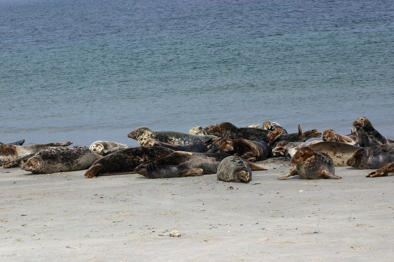 Kegelrobben am Dünen-Nordstrand