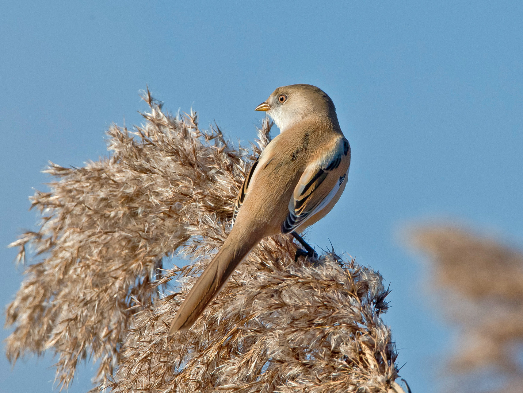 Bartmeise (Panurus biarmicus), Weibchen