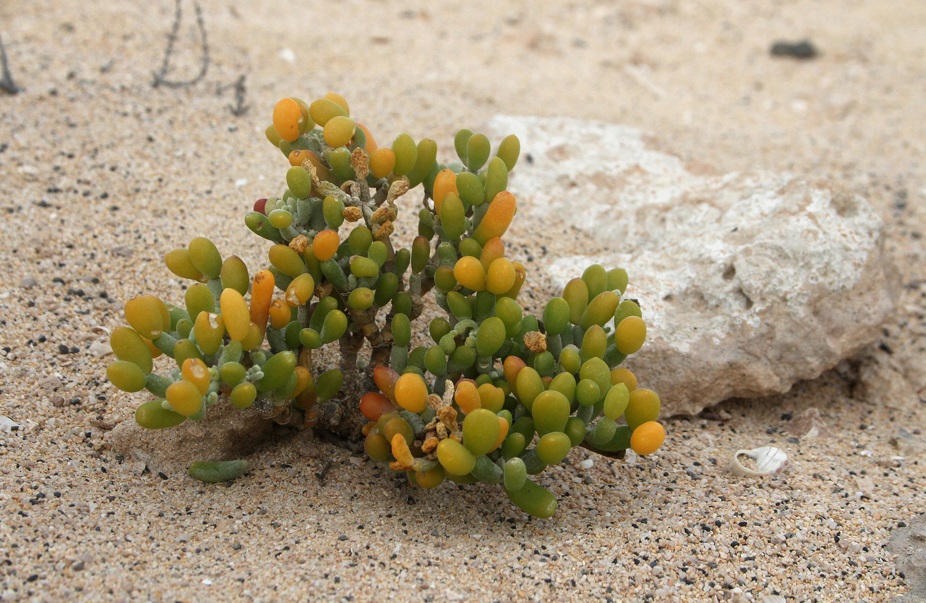 ...und diese Sukkulente mit dem wissenschaftlichen Namen Zygophyllum fontanesii fühlen sich wohl im Wüstensand 