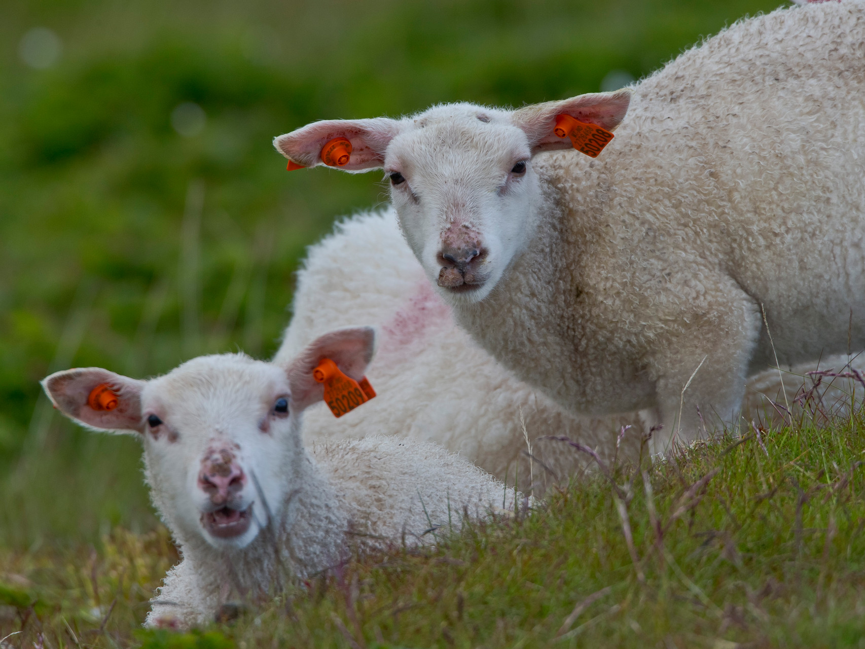 Schafe sind allgegenwärtig auf der Varanger-Halbinsel