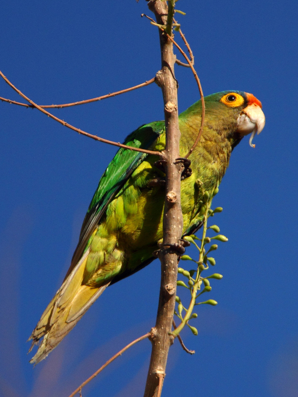 Weitere Vogelentdeckungen in Tamarindo: Rotstirnamazone