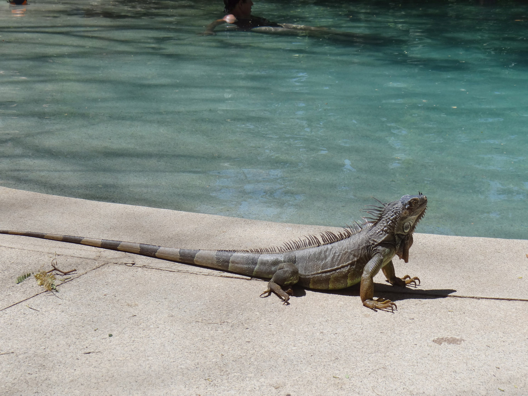 ...und Beobachten von Tieren: Leguan...