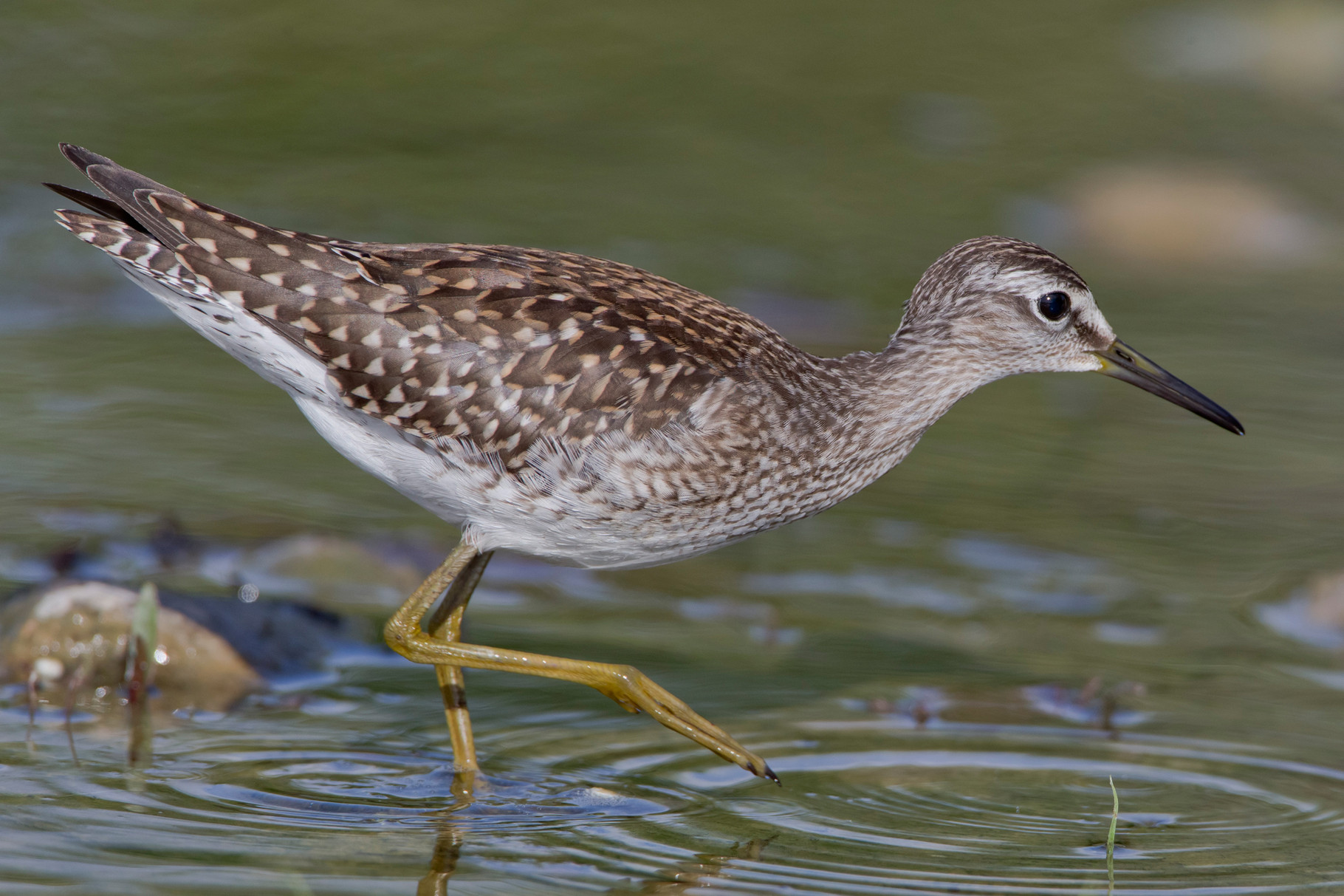 Bruchwasserläufer