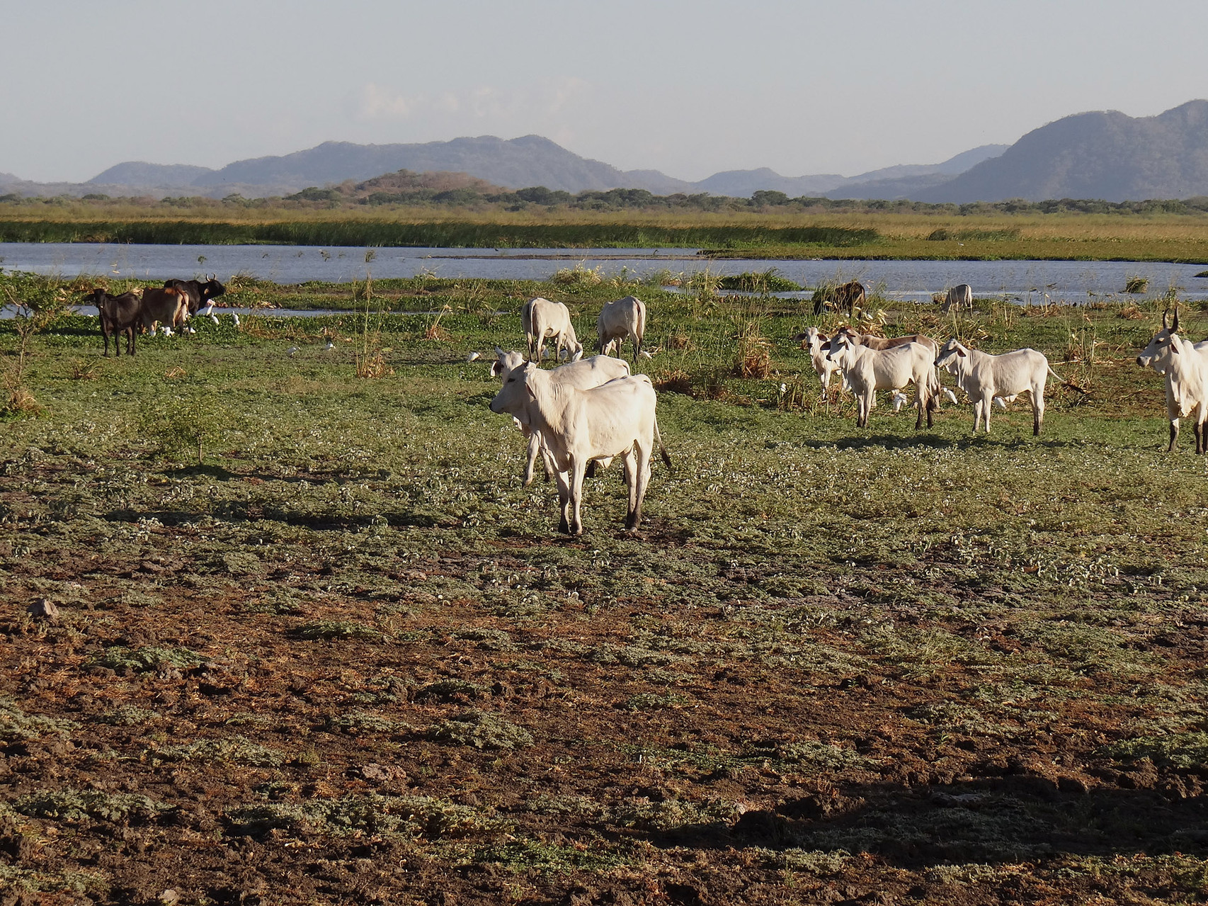 Der Palo Verde Nationalpark liegt im Nordwesten Costa Ricas, eine Gegend mit viel Viehzucht 