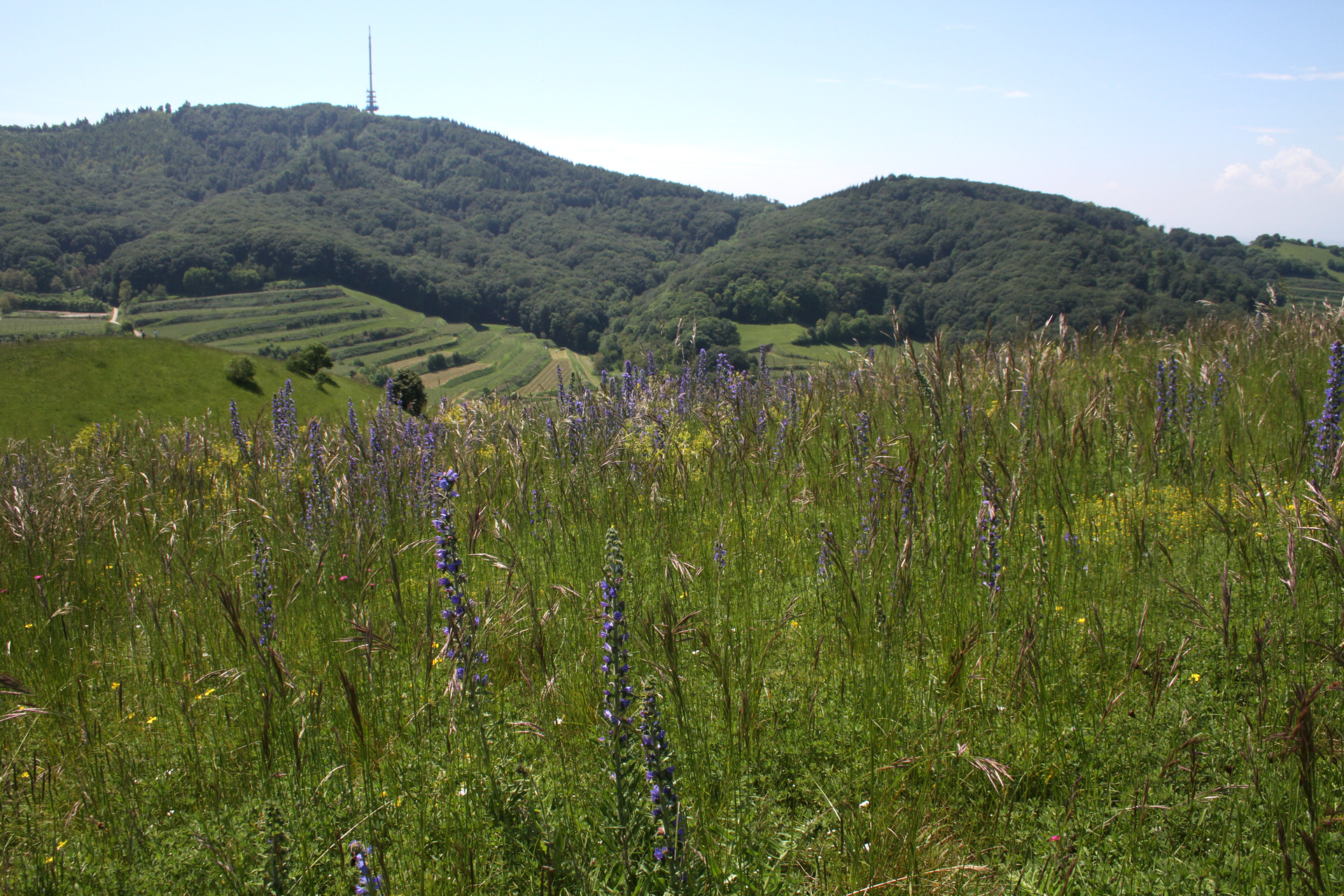 Auf dem Badberg gibt es noch viele naturnahe Trockenwiesen