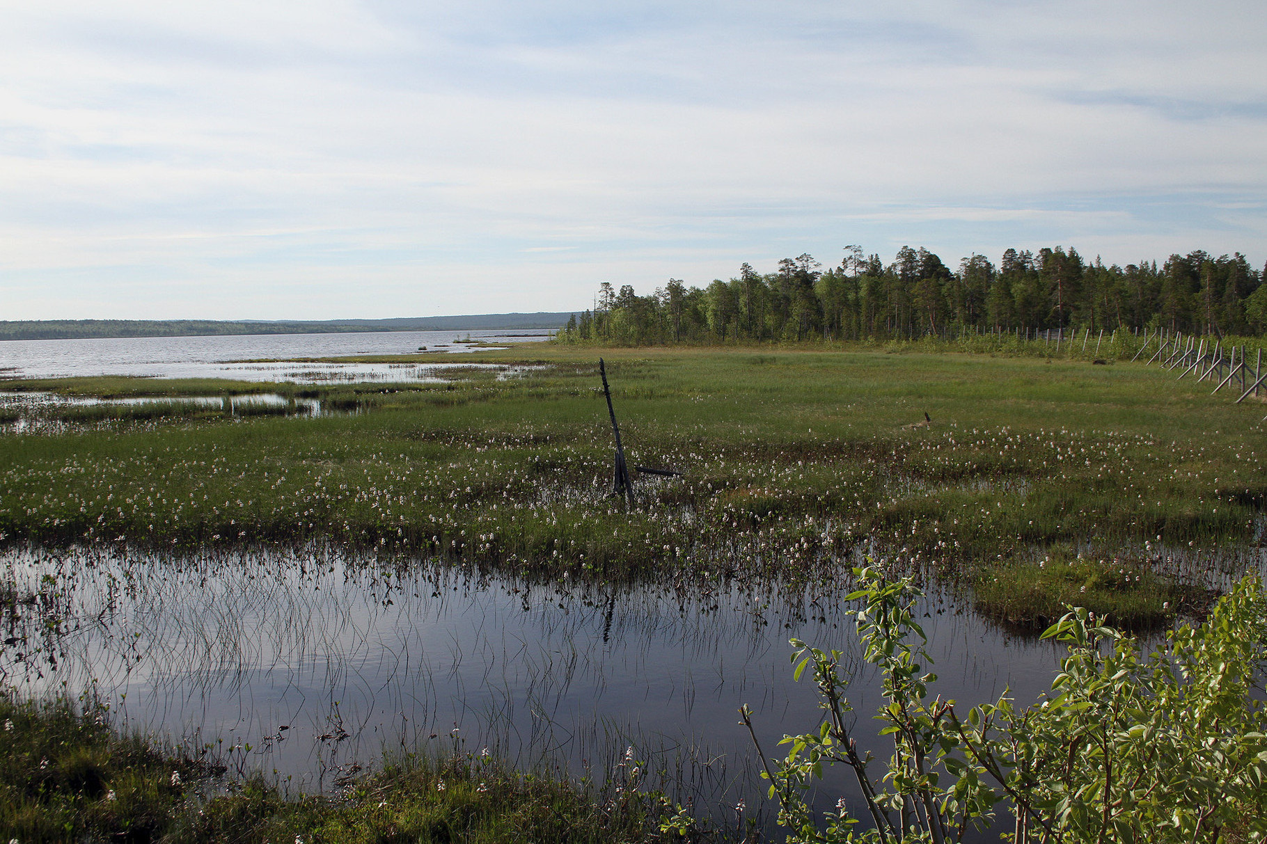 Das Pasvik-Tal südlich von Kirkenes  ist ein Taiga-Waldgebiet mit vielen Seen und grossen Sümpfen