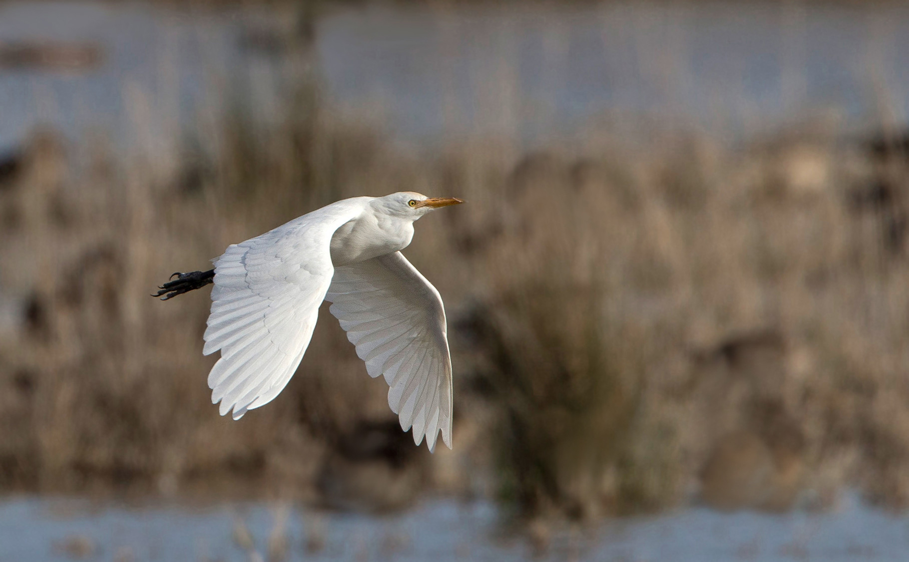 In Albufera häufig zu sehen sind Kuhreiher ...