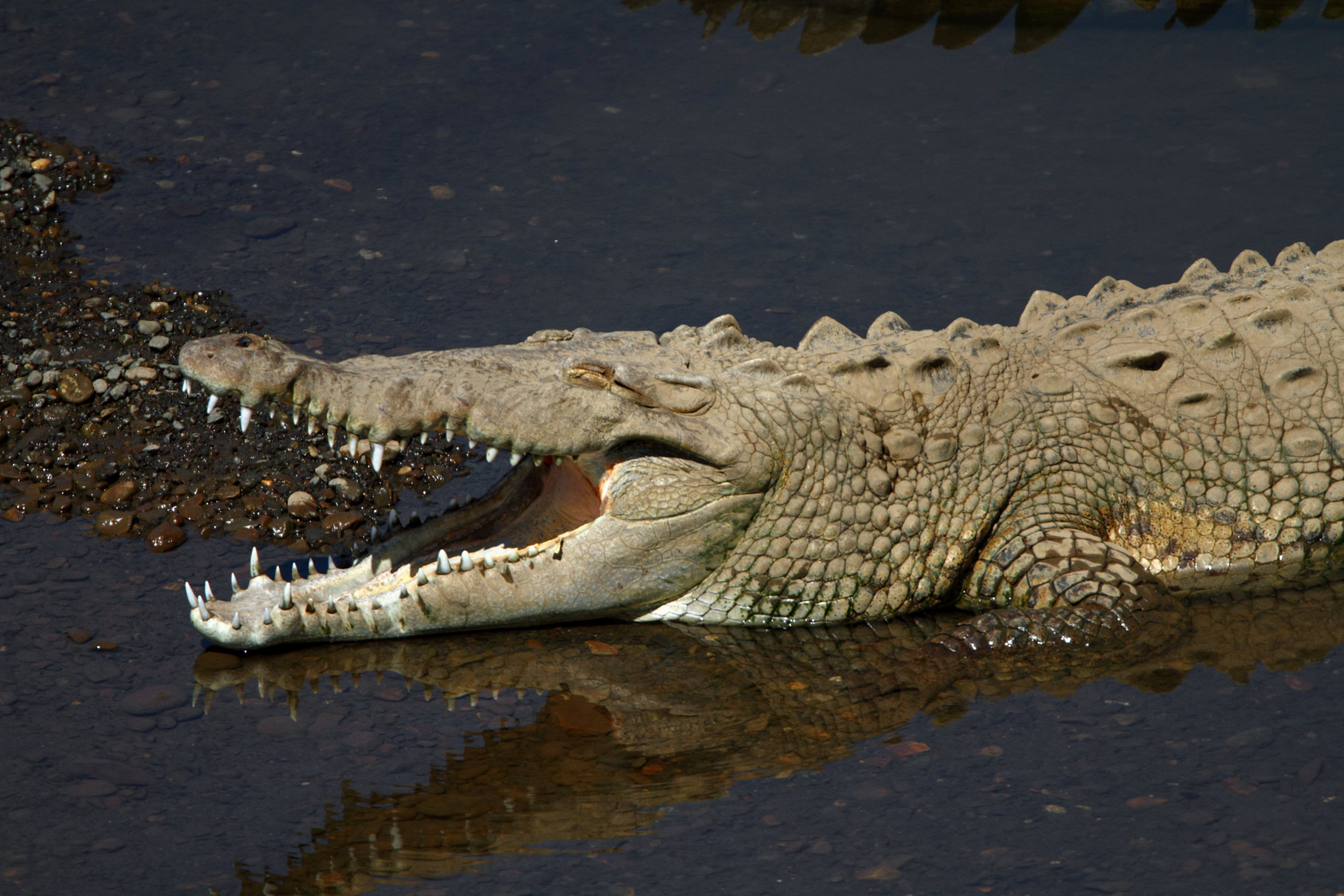 Im Feuchtgebiet des Carara Nationalparks treffen wir auf Krokodile...