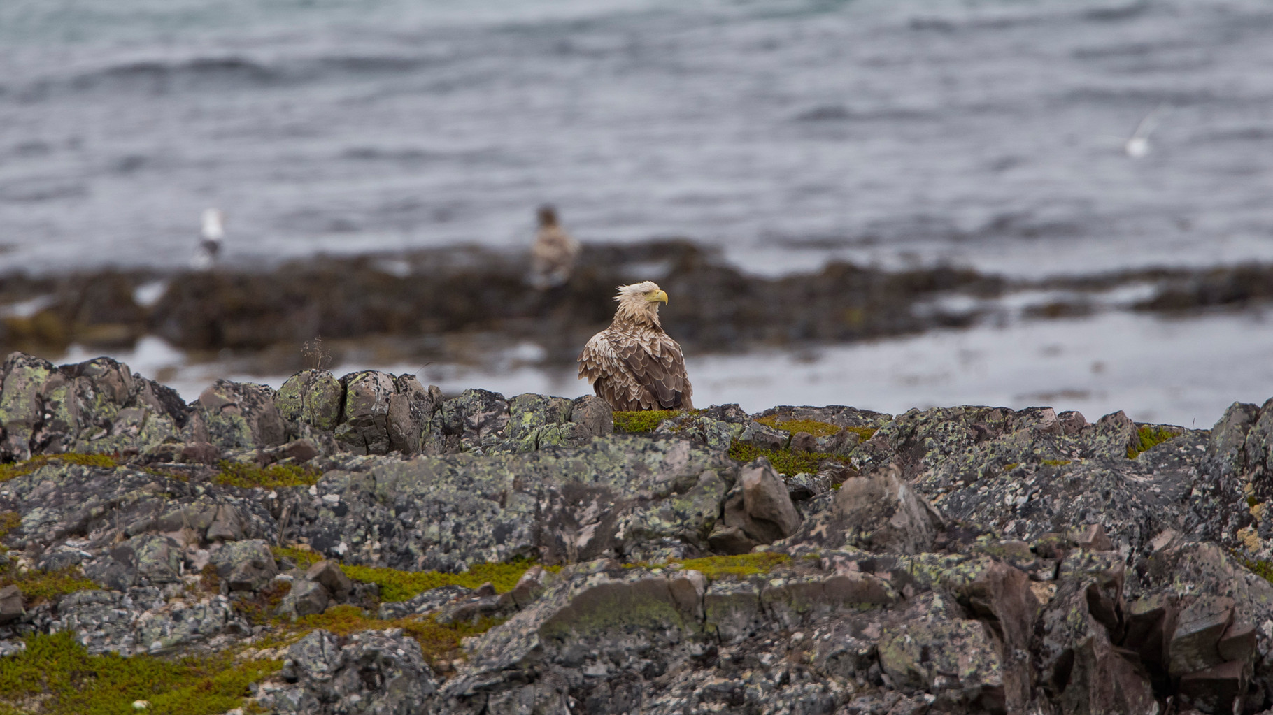 An der Varanger-Küste findet sich eine der dichtesten Seeadler-Populationen der Welt