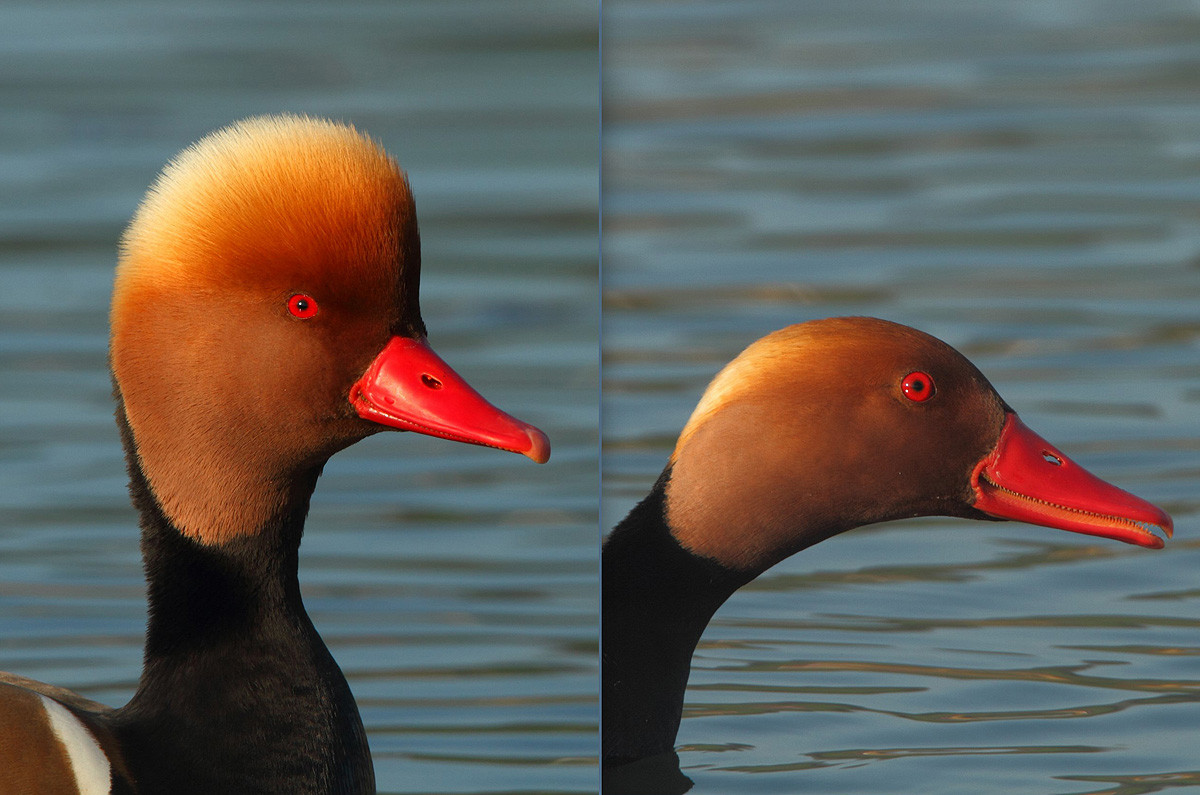 Kolbenente (Collage), Klingnauer Stausee, Schweiz