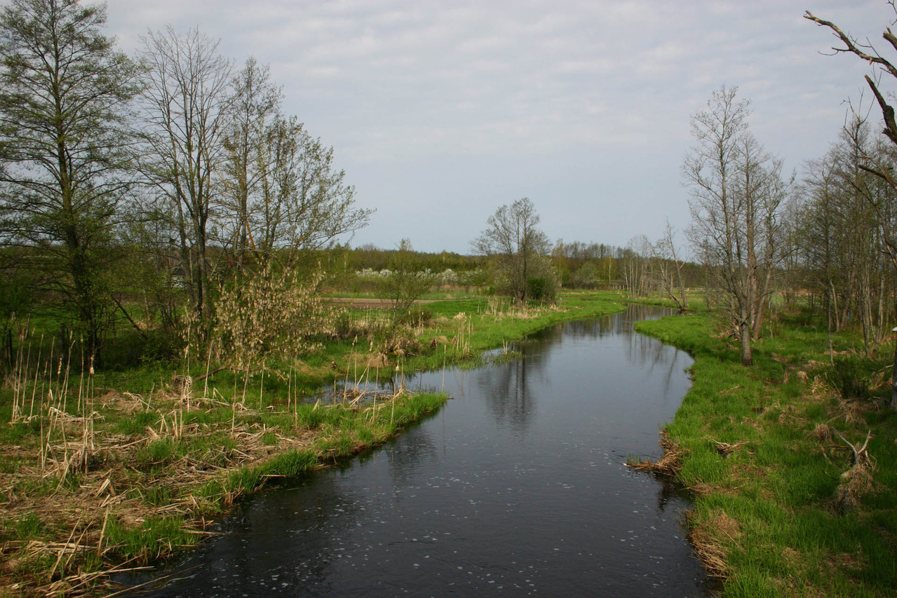 Das Flüsschen Narev fliesst zahm durch Bialowieza...