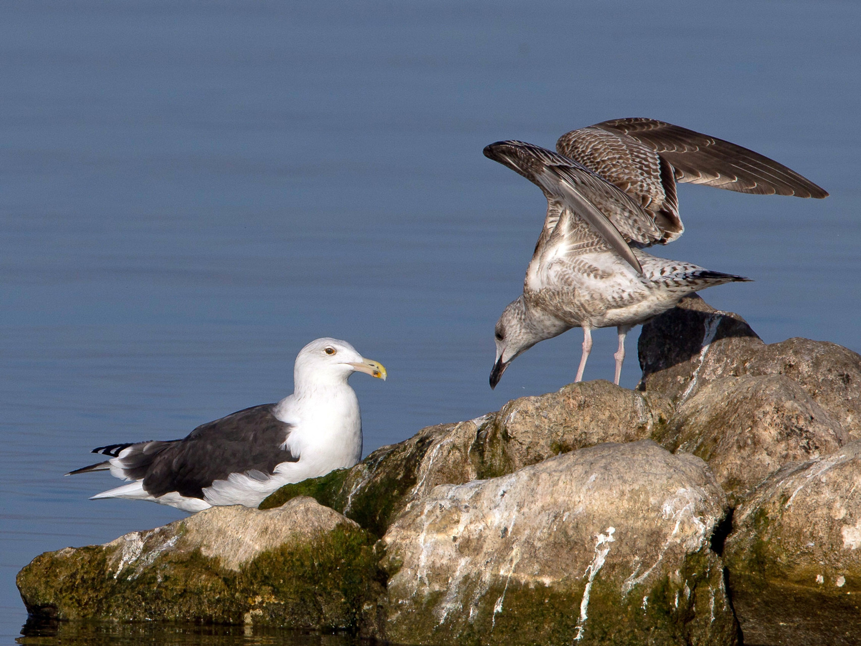 Mantelmöwe (Larus marinus) wird von einer juvenilen Mittelmeermöwe bedrängt