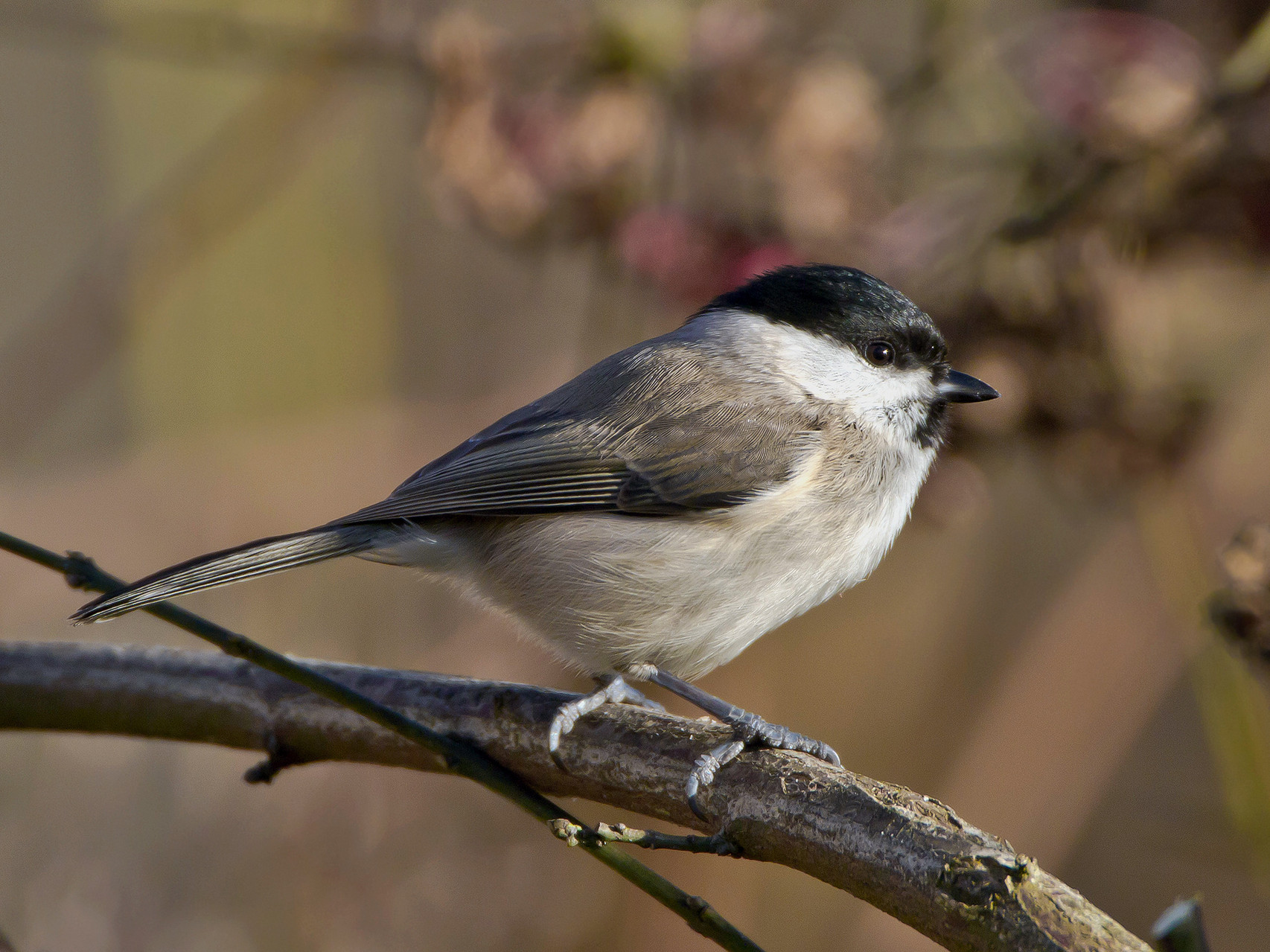 Sumpfmeise, in unserem Garten, Villnachern, Schweiz