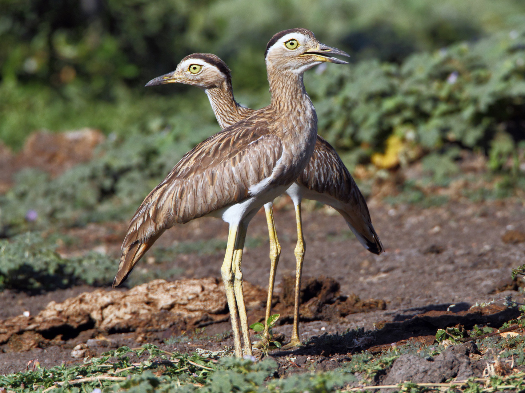 Dominikaner-Triele sind ziemlich lärmige Vögel