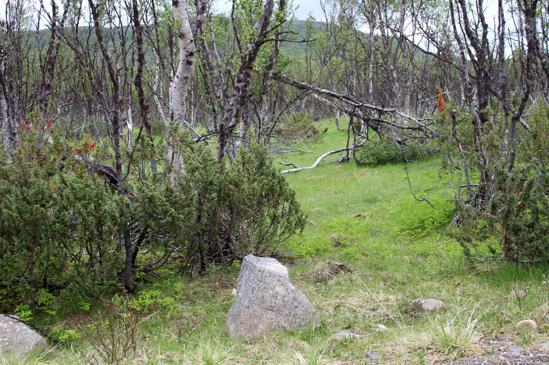In diesem Habitat bei der Ortschaft Vestre Jakobselv - zwischen Vadso und Nesseby -...