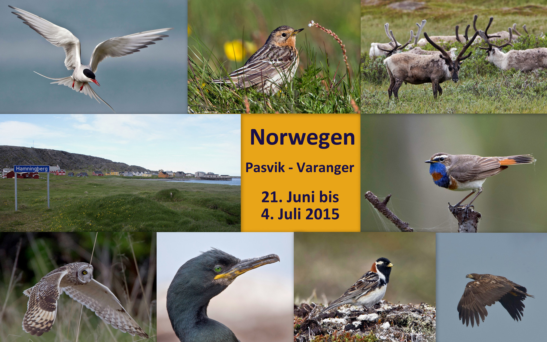 Starte die Bilder-Galerie unserer Norwegen-Birdingreise