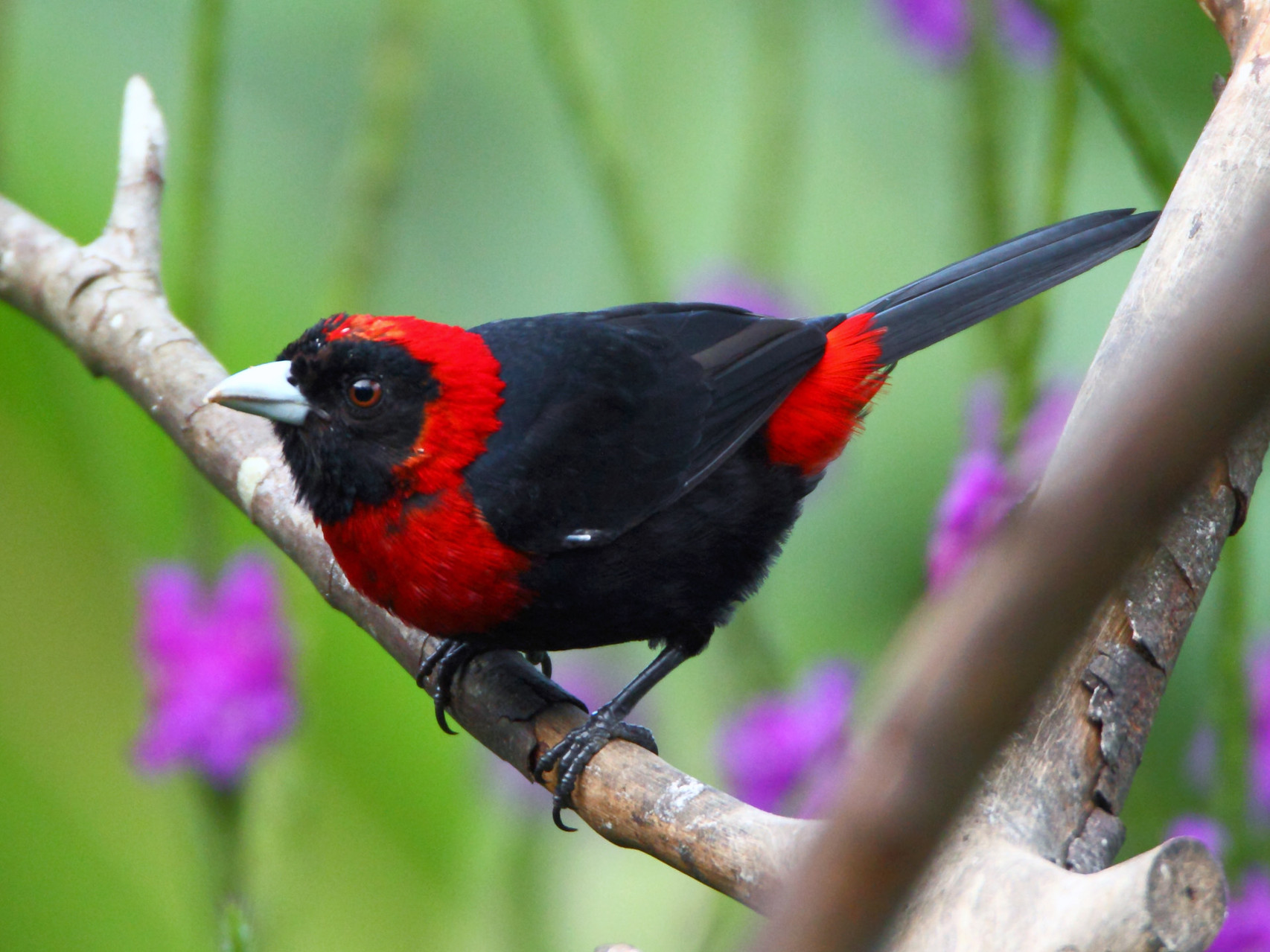 Die Rancho Naturalista Lodge in Turrialba erwartet uns mit einer bunten Vogelwelt: Flammentangare...