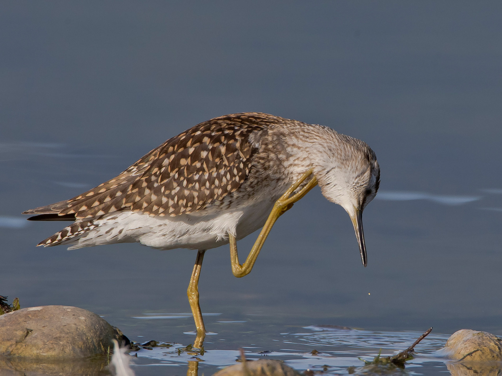 Bruchwasserläufer