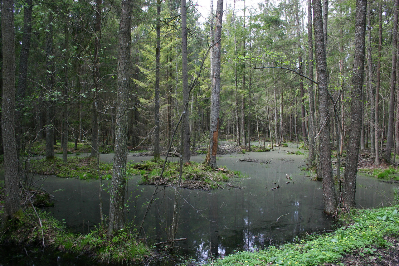 Überfluteter Wald bei Wysokie Bagno...