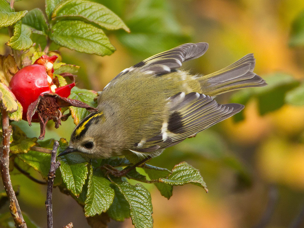 Wintergoldhähnchen...