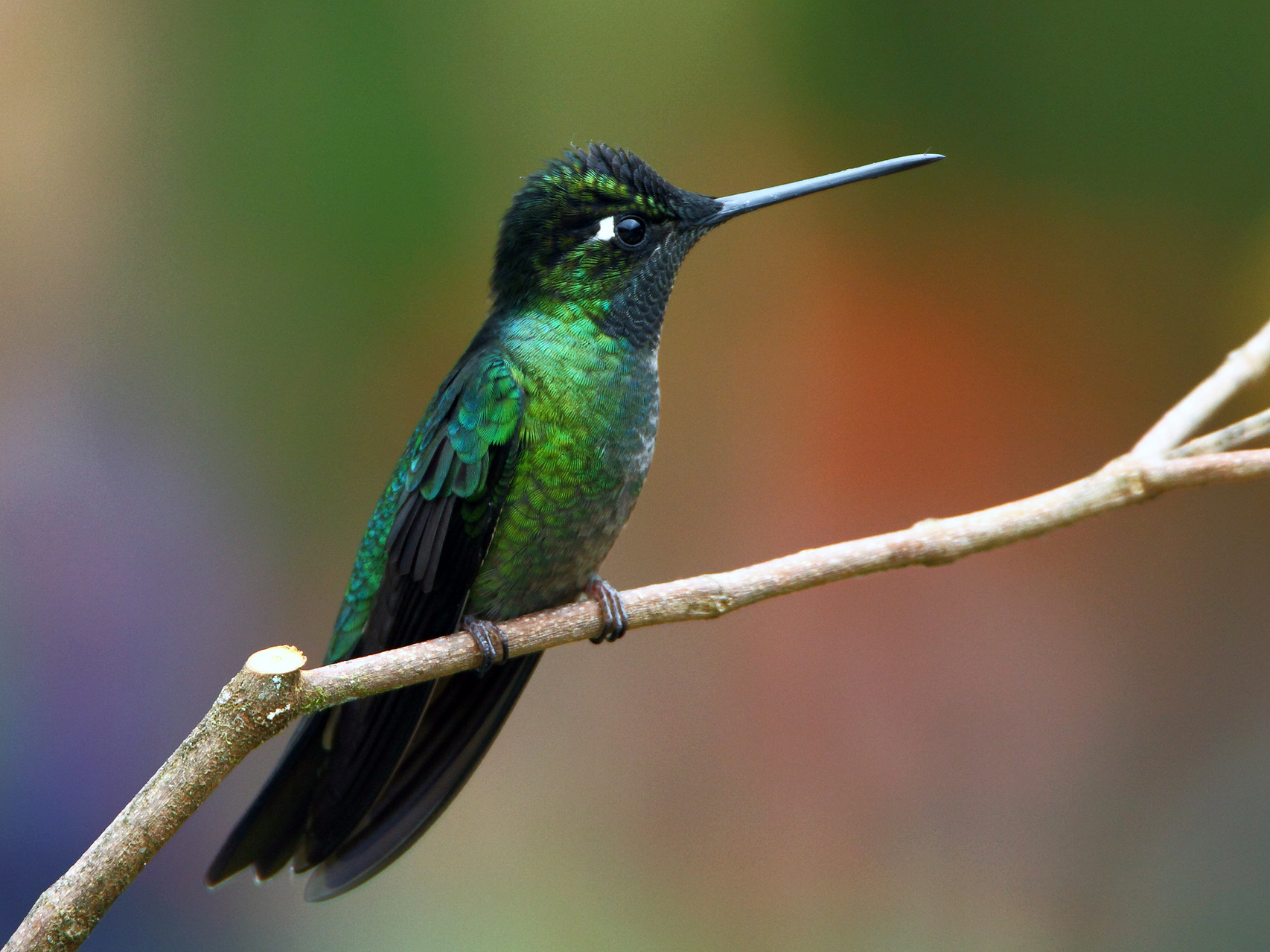 Violettkron-Brilliantkolibri, Savegre Lodge, Costa Rica