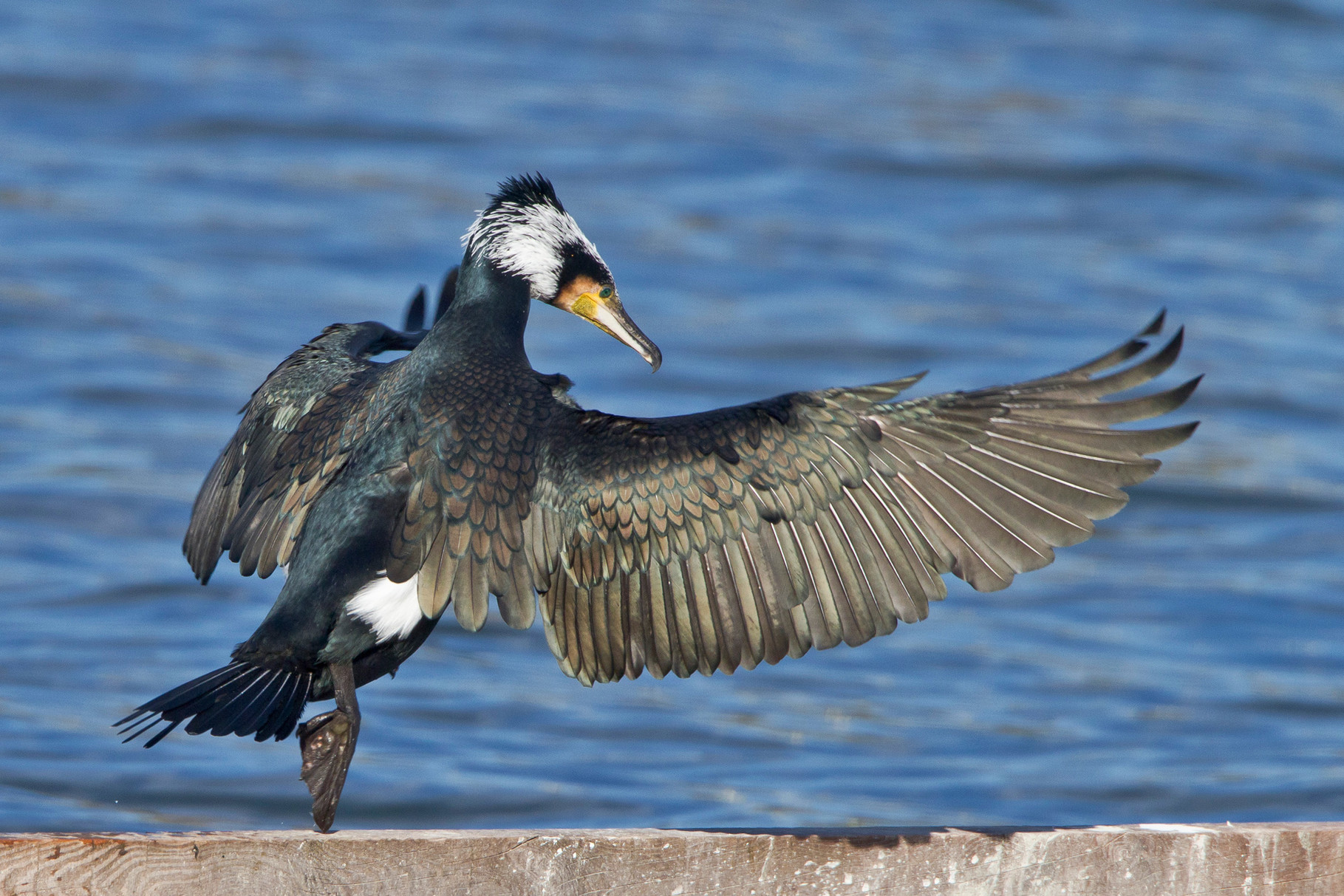 Kormoran, Birsfelden, Schweiz