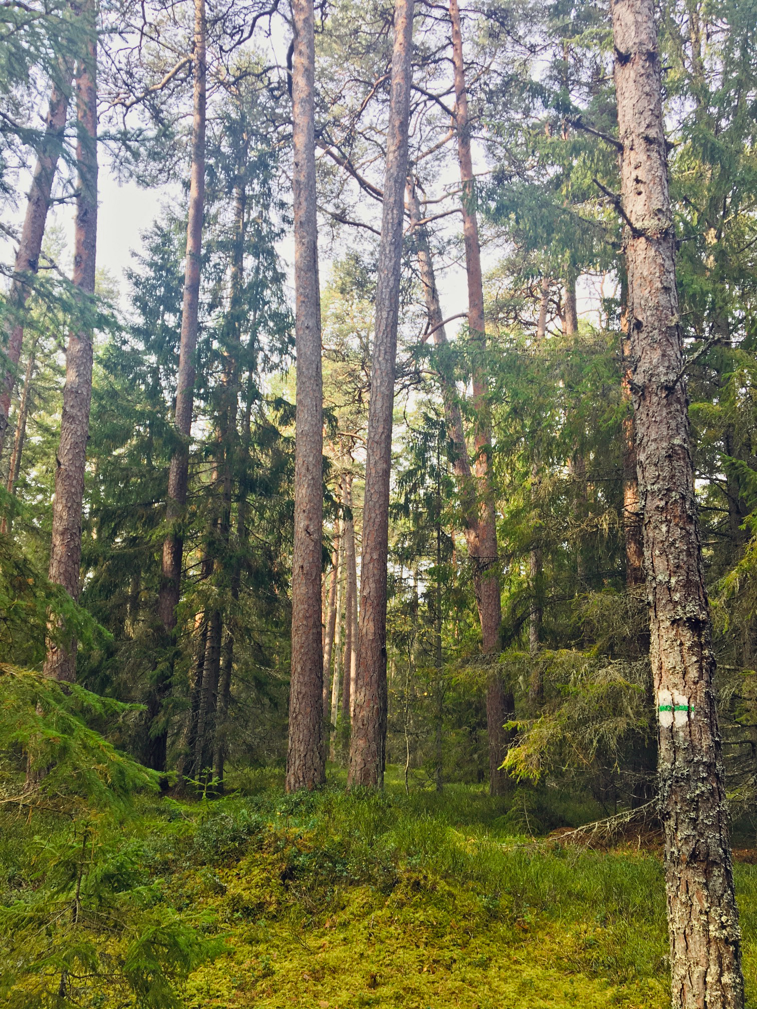 Wir wechseln in den Osten des Landes, wo wir eine Nacht in der "Bärenhütte" verbringen.