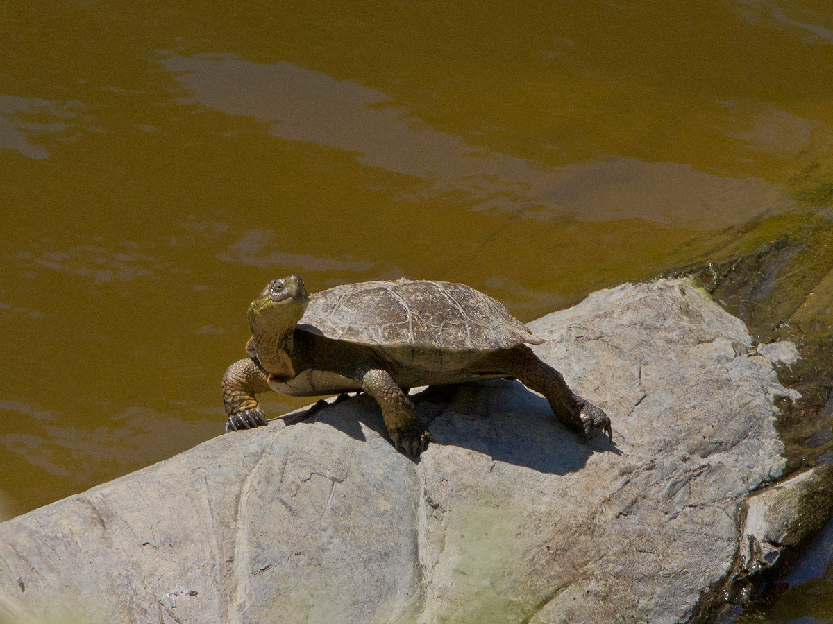 Sumpfschildkröte am Rio Magasca 