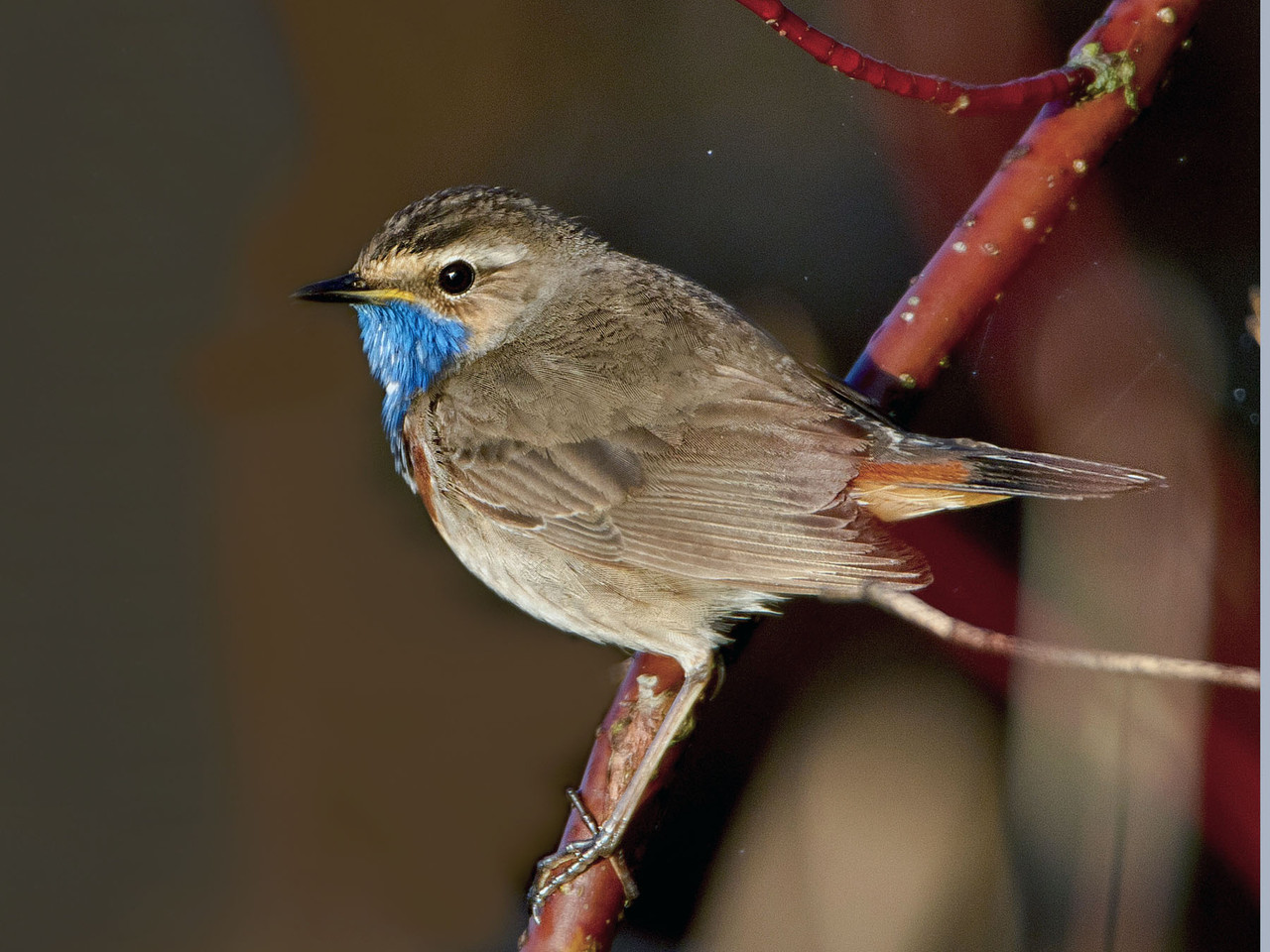Beobachtungspfad beim Osowiec Fort: hier brütet das Blaukehlchen