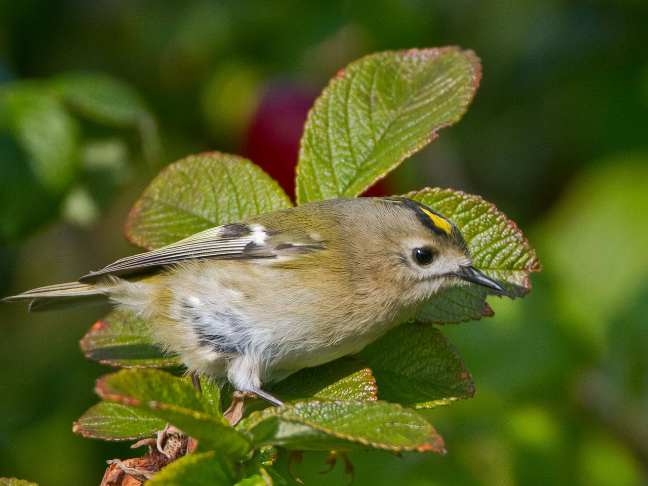 Wintergoldhähnchen