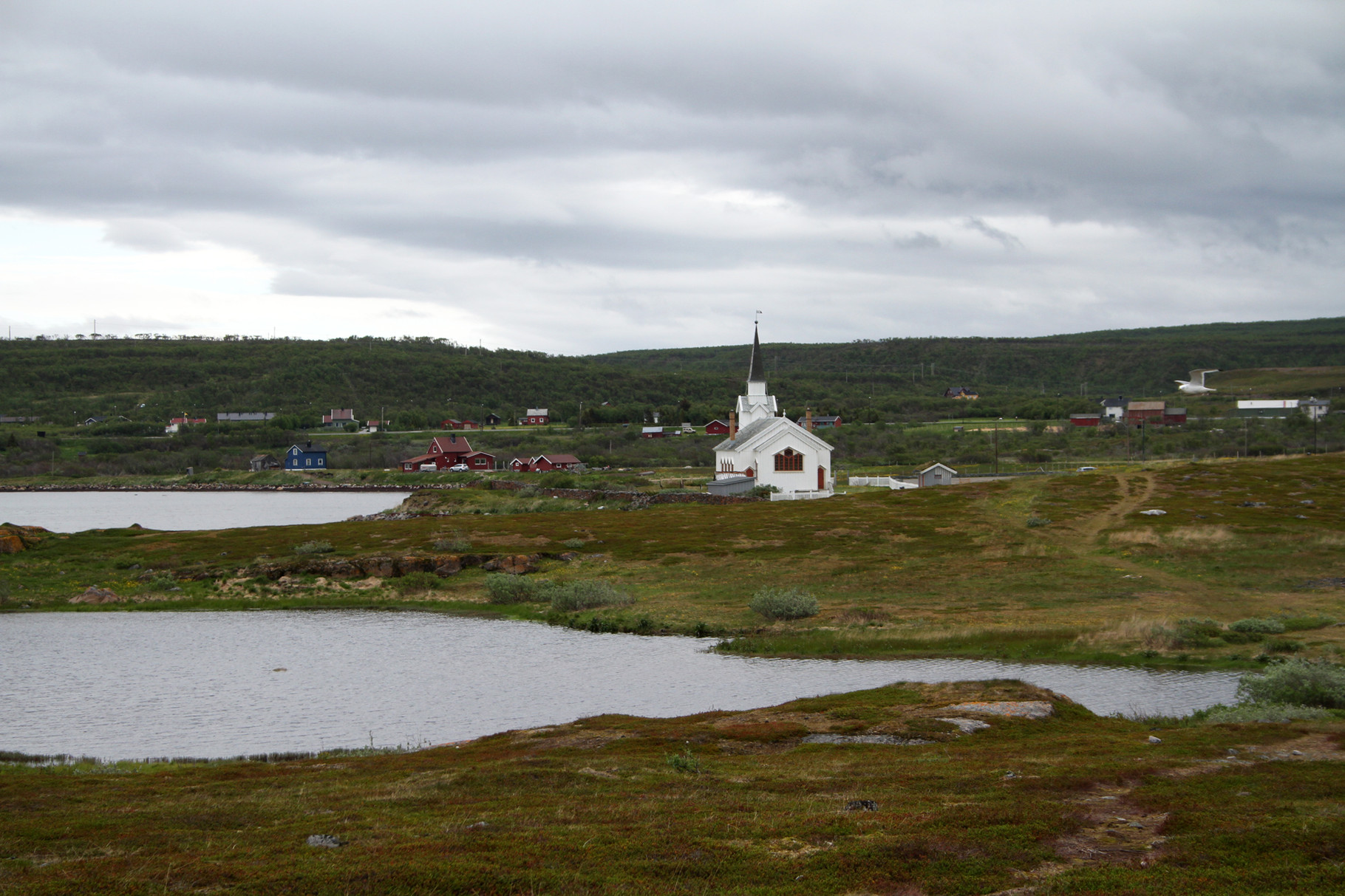 Vom Pasvik-Tal fuhren wir am 25. Juni weiter zum Varanger-Fjord, ein bekannter Beobachtungsplatz befindet sich bei der Kirche von Nesseby