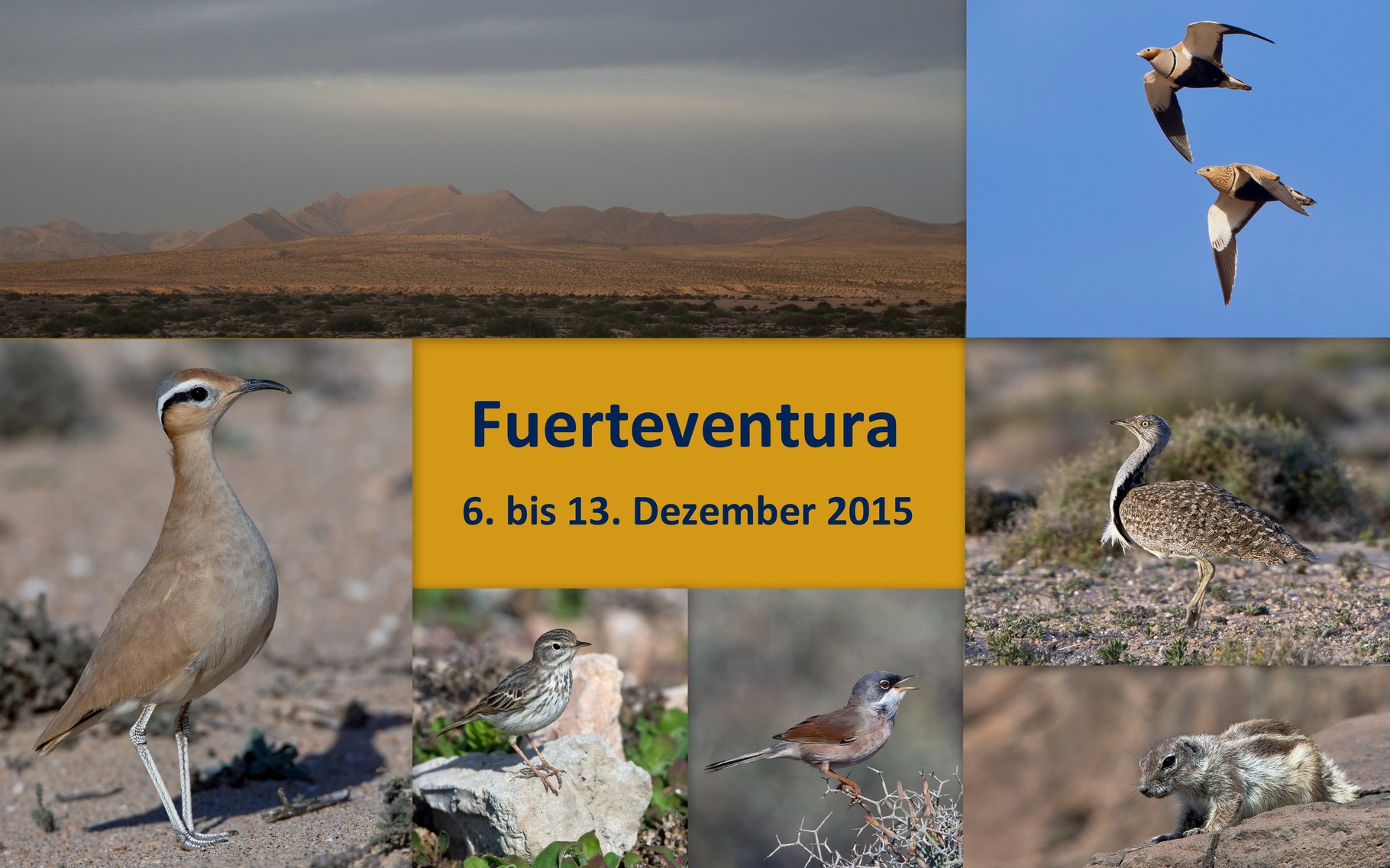 Starte die Bilder-Galerie der Fuerteventura-Birdingreise