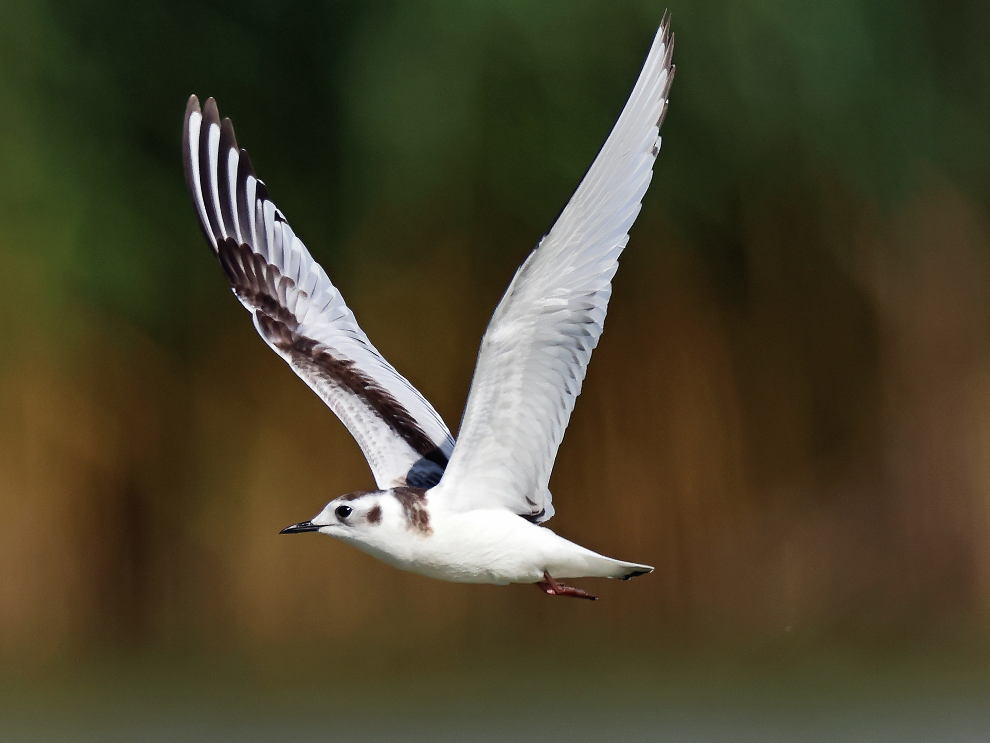 Im Herbst 2024 waren auffällig viele Zwergmöwen am Klingnauer Stausee zu Gast