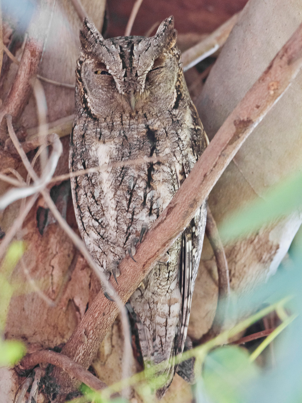 Eine ornithologische Attraktion von Lesbos sind die Zwergohreulen, die man in der Nähe von Kalloni auch am Tag beobachten kann