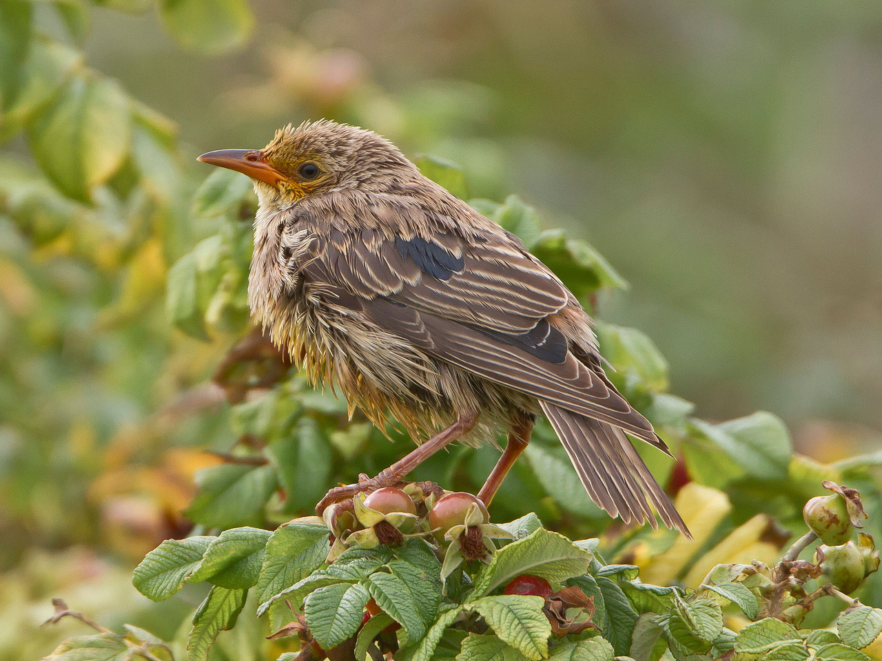 Einer der "Stars" von Helgoland: ein junger Rosenstar.