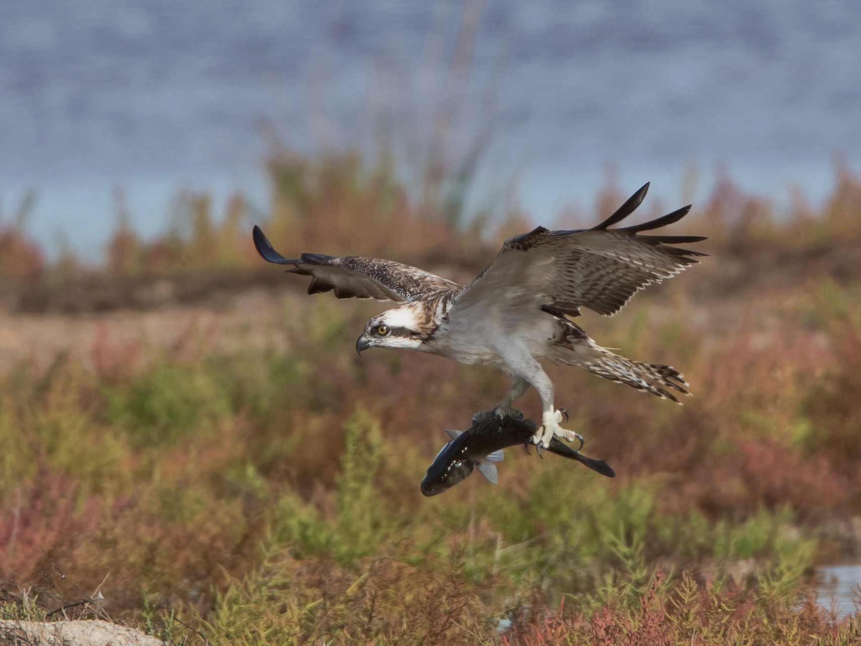 ....fliegt mit grosser Beute heran...