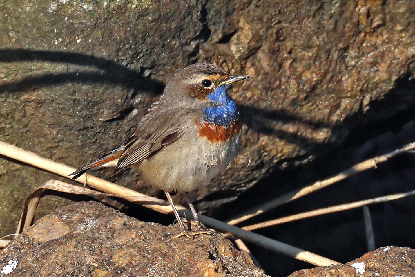 Ein Blaukehlchen zeigte sich prominent am 18. März