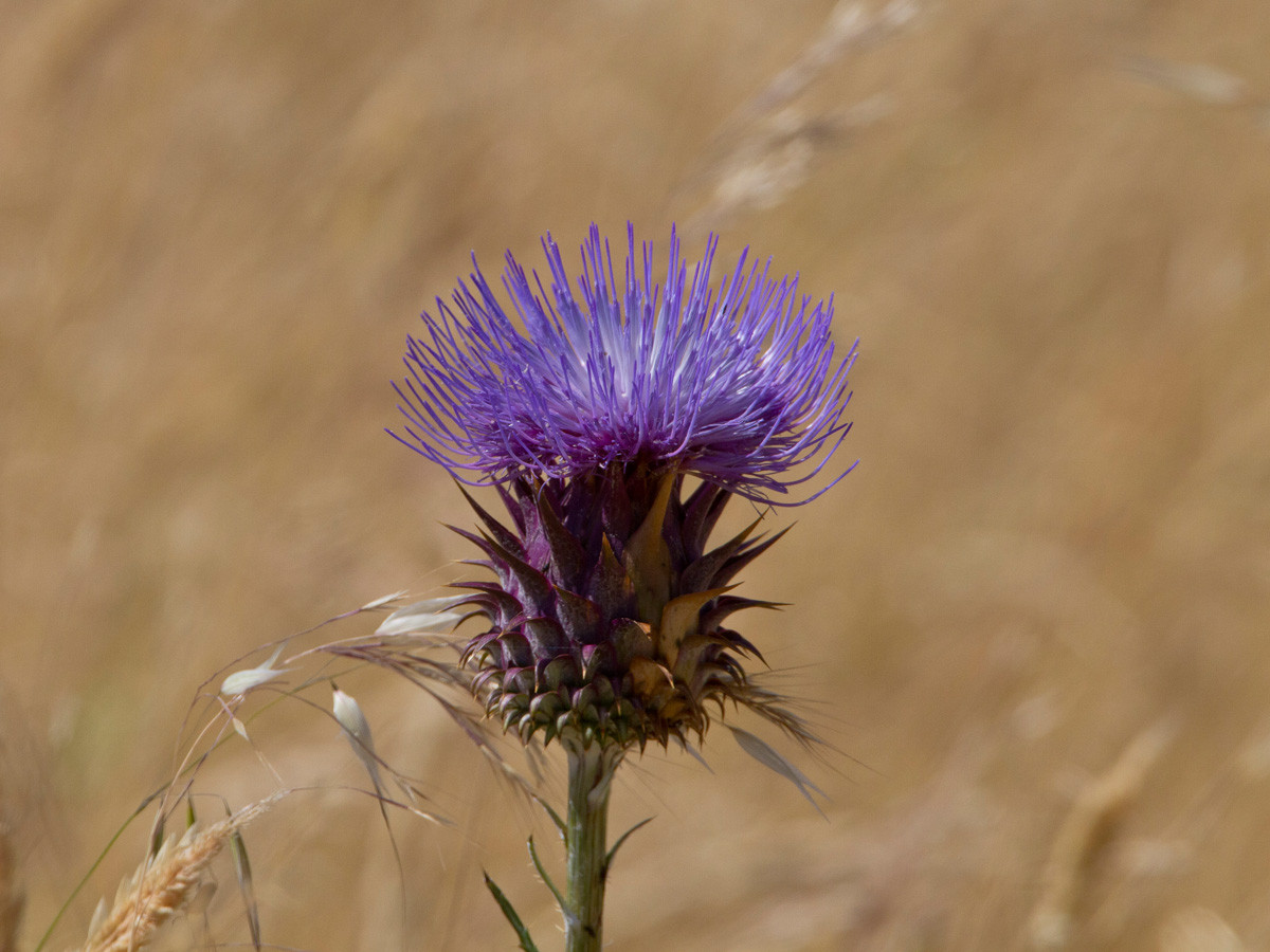 Portugiesische Artischocke (Cynara algarbiensis) 