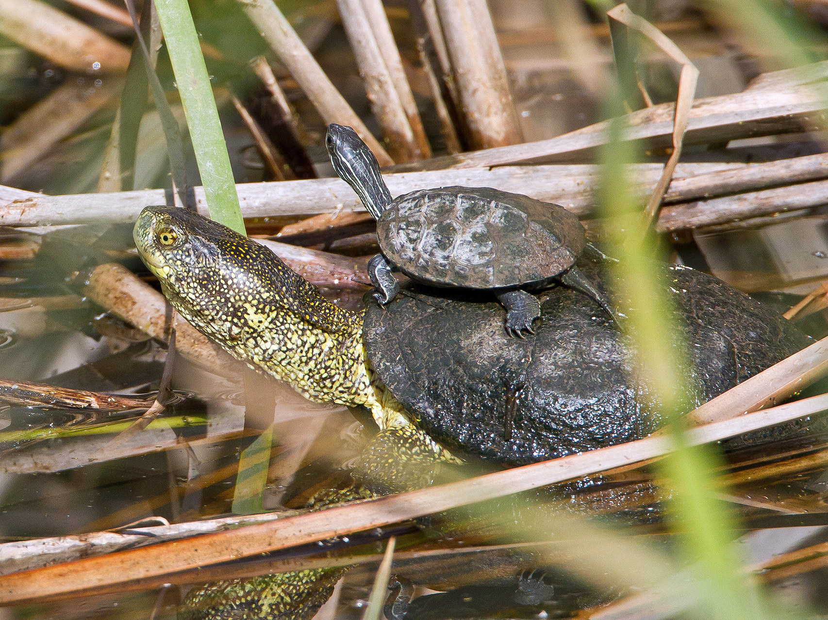 Am See gibt es zahlreiche Sumpfschildkröten
