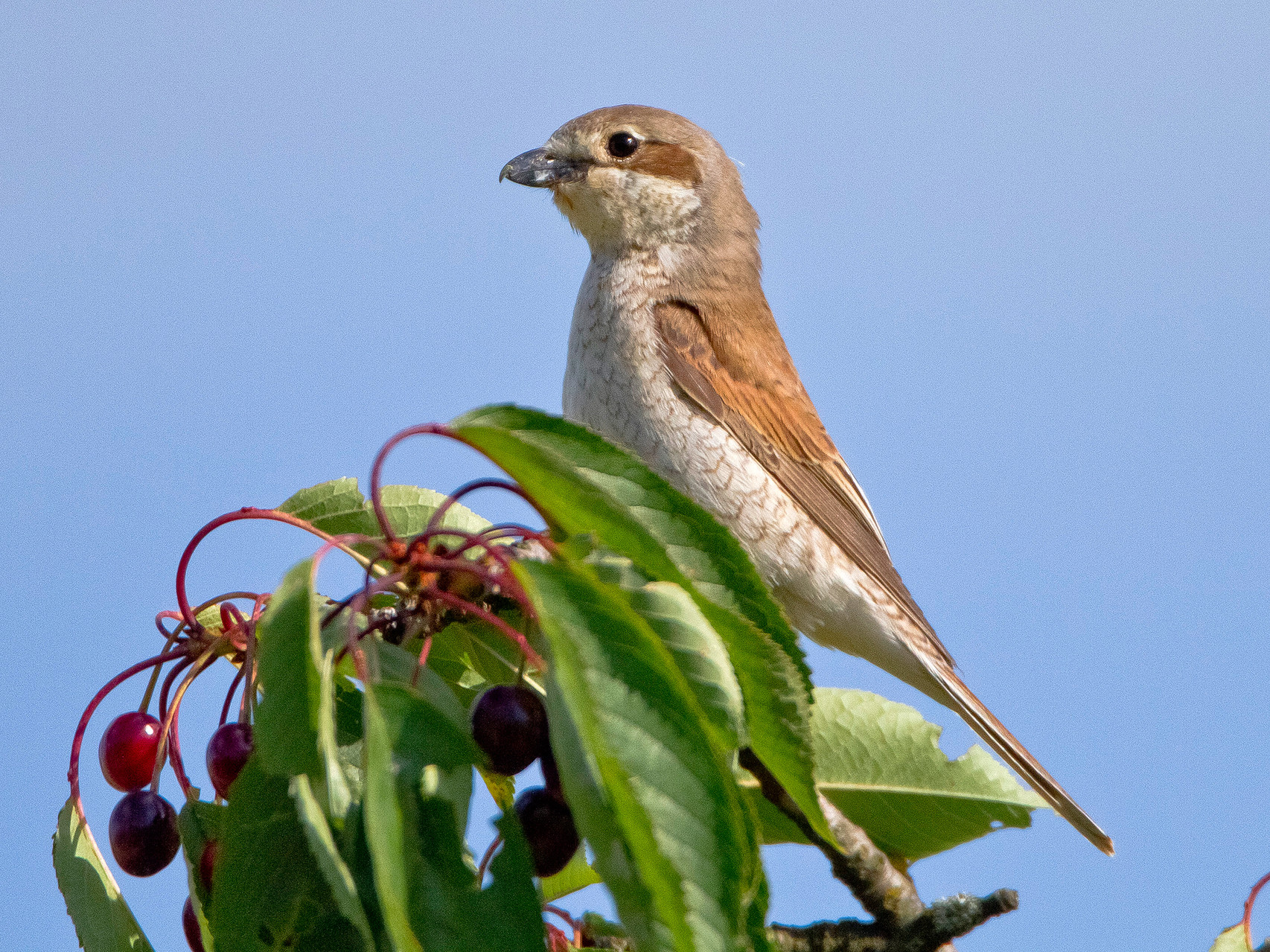 Ein Neuntöter-Pärchen brütet jedes Jahr auf dem Bözberg. Ihre Warte auf einem Kirschenbaum lässt sich von einem daneben stehenden Schopf aus gutem Versteck fotografieren.