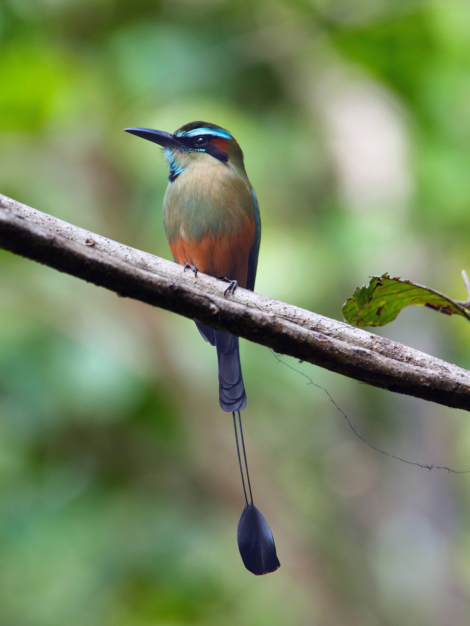 Ein Bijou - der Brauenmotmot